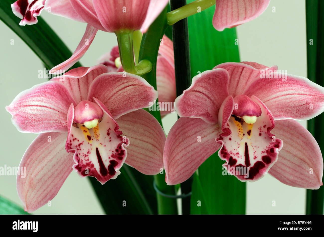 fonzie mrs c sex red asian flower