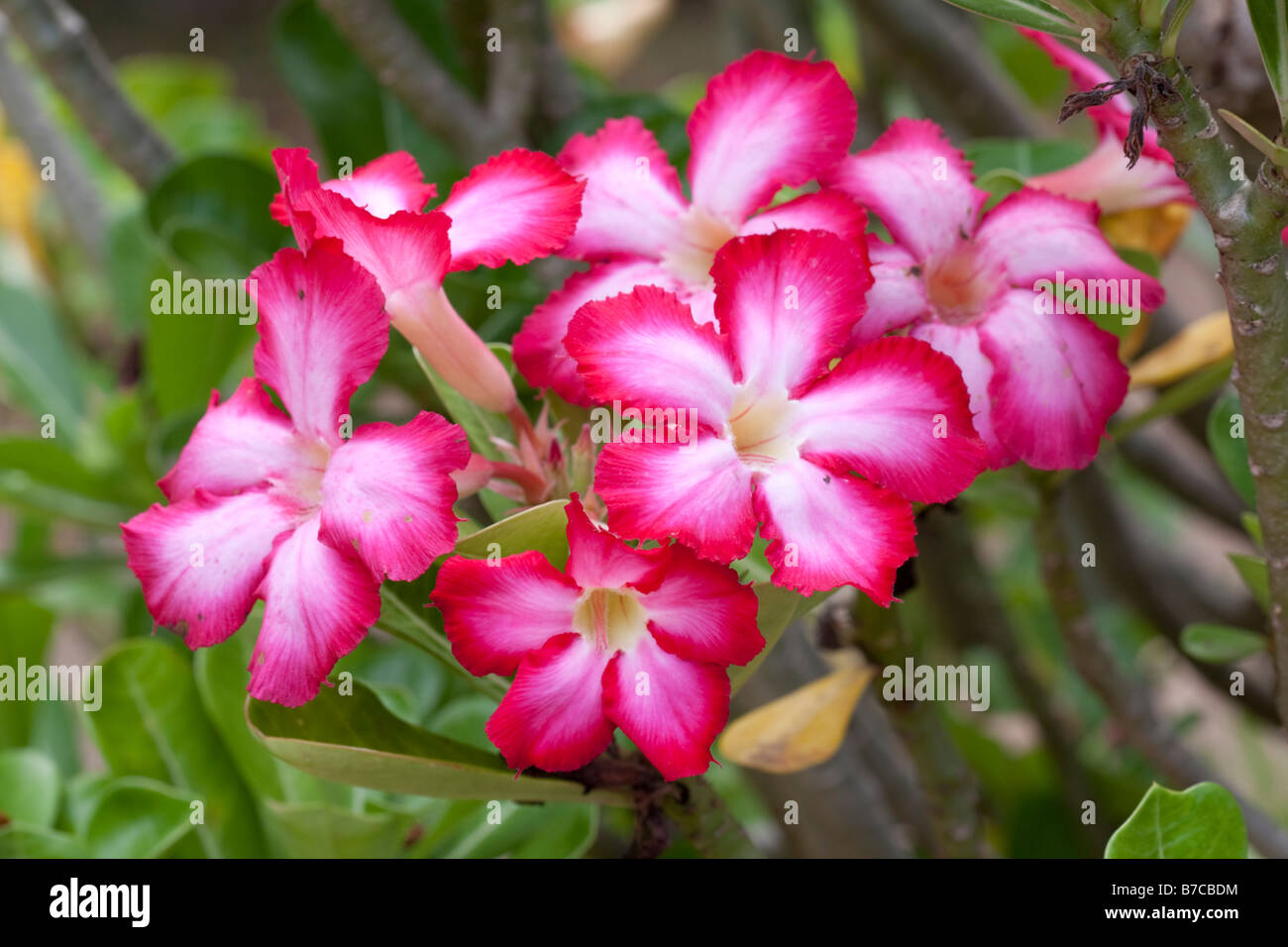 Flowers of desert rose Adenium obesum Mombasa Kenya Stock Photo