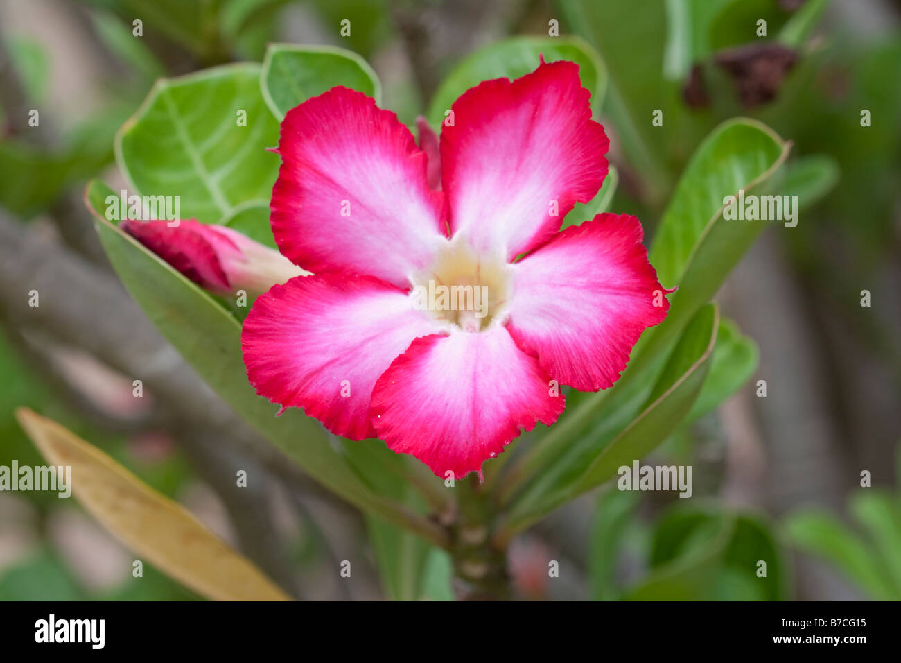 Flowers of desert rose Adenium obesum Mombasa Kenya Stock Photo