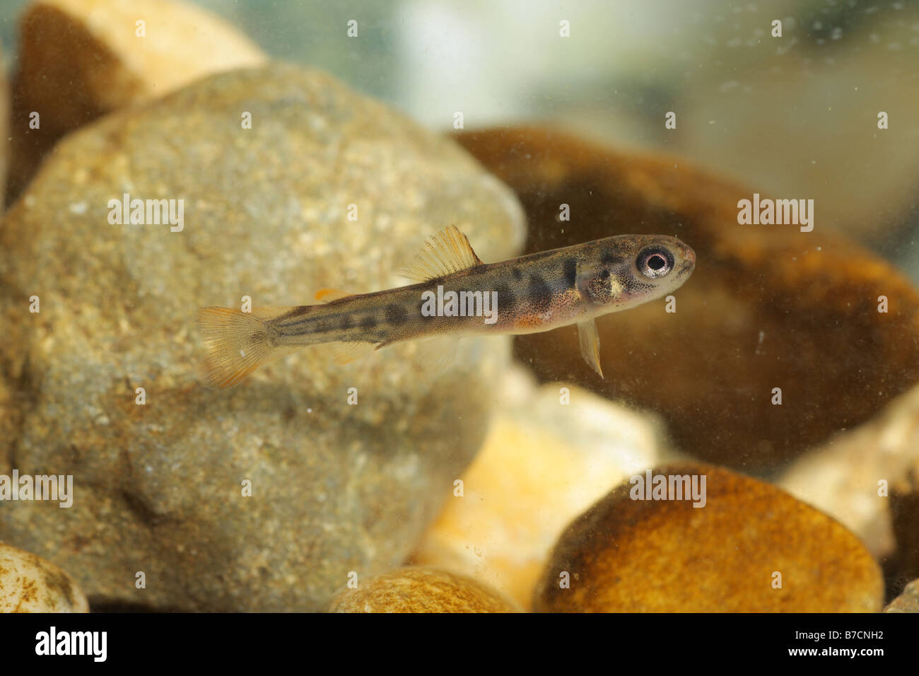 brown trout, river trout, brook trout (Salmo trutta fario), juvenile