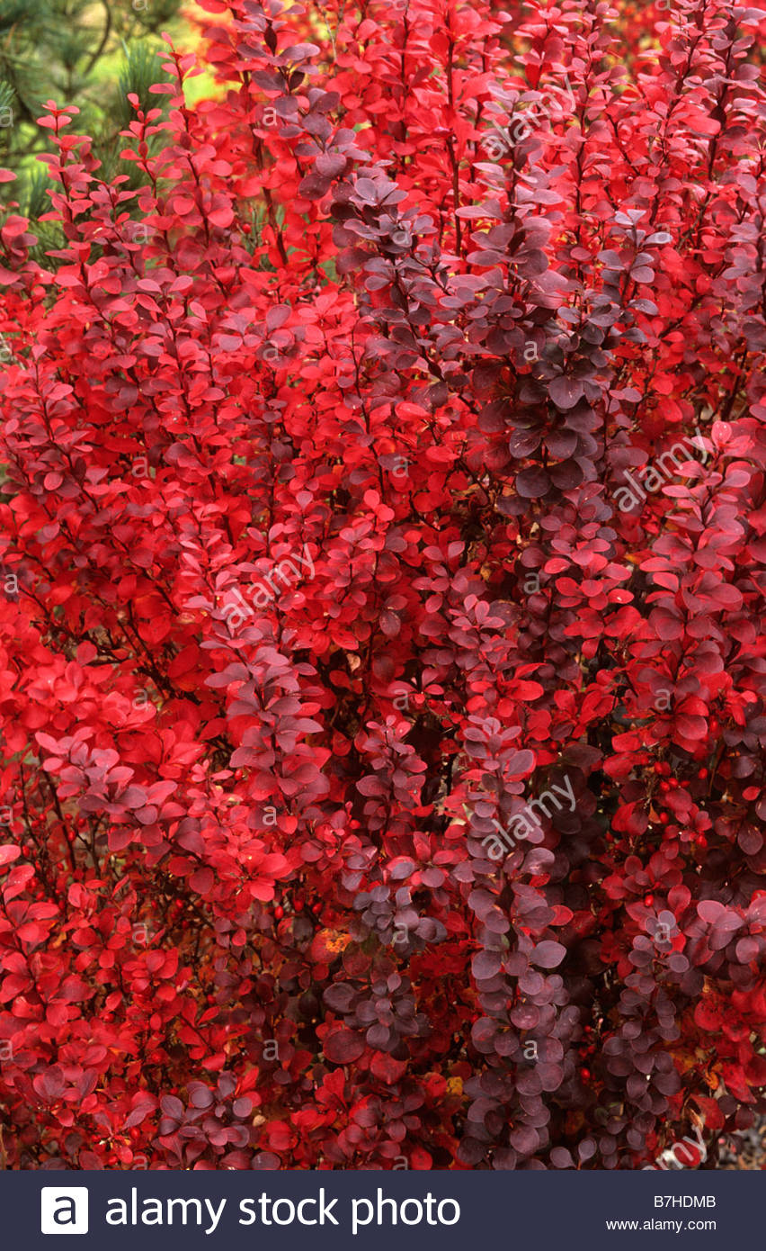 Berberis thunbergii Red Pillar Stock Photo, Royalty Free Image ...