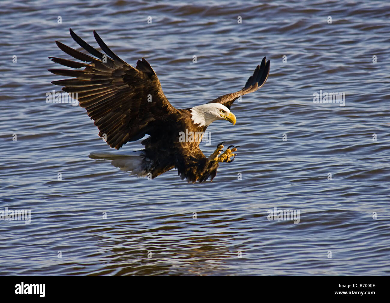 Bald Eagle with Talons out Stock Photo, Royalty Free Image: 21930594