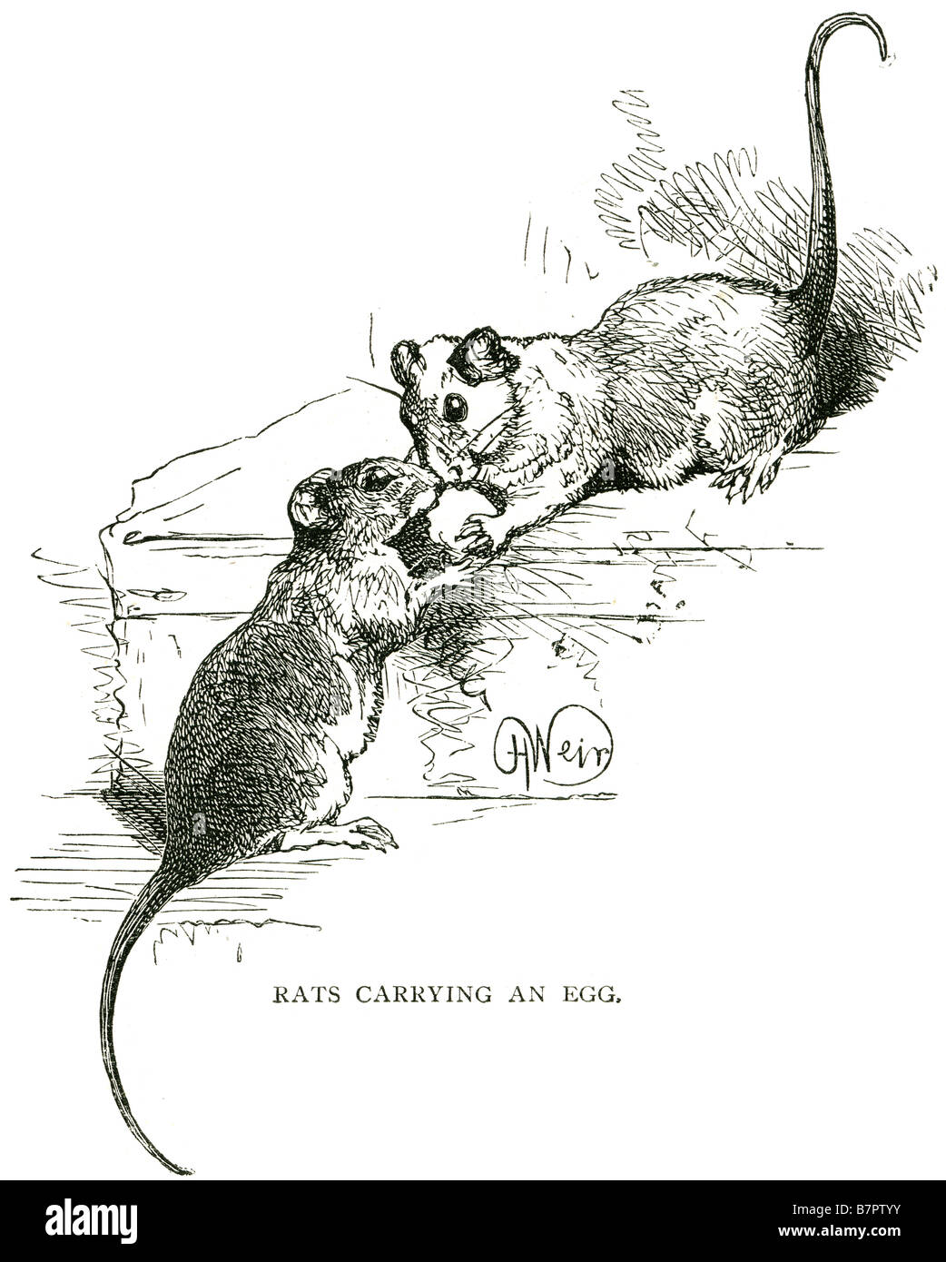 Stock photo rats carrying an egg stairs mouse eating trap inside pest vermin house family resting control pet animal wild life nature
