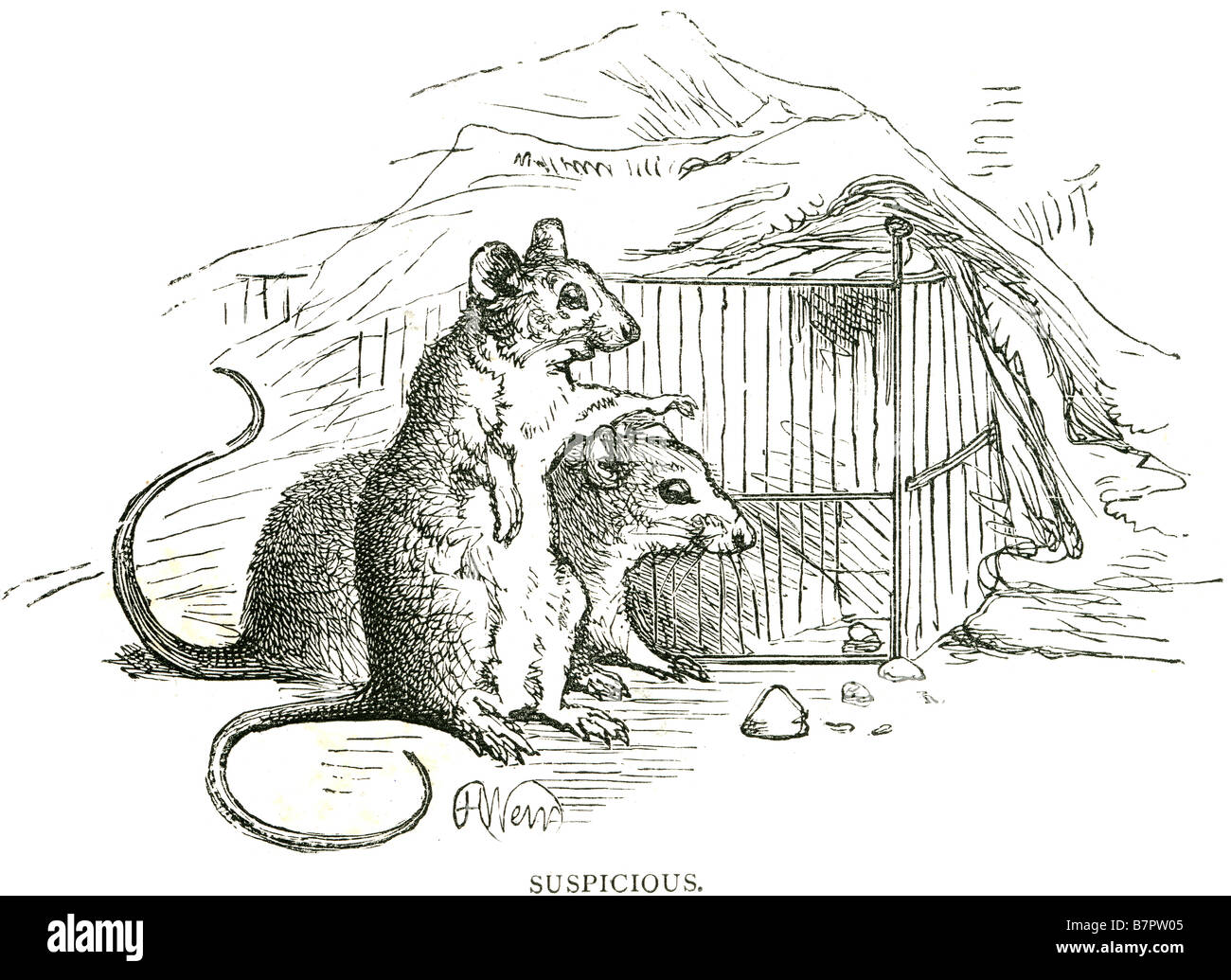 Suspicious master mouse smells cheese trouble rat mouse eating trap inside pest vermin house family resting