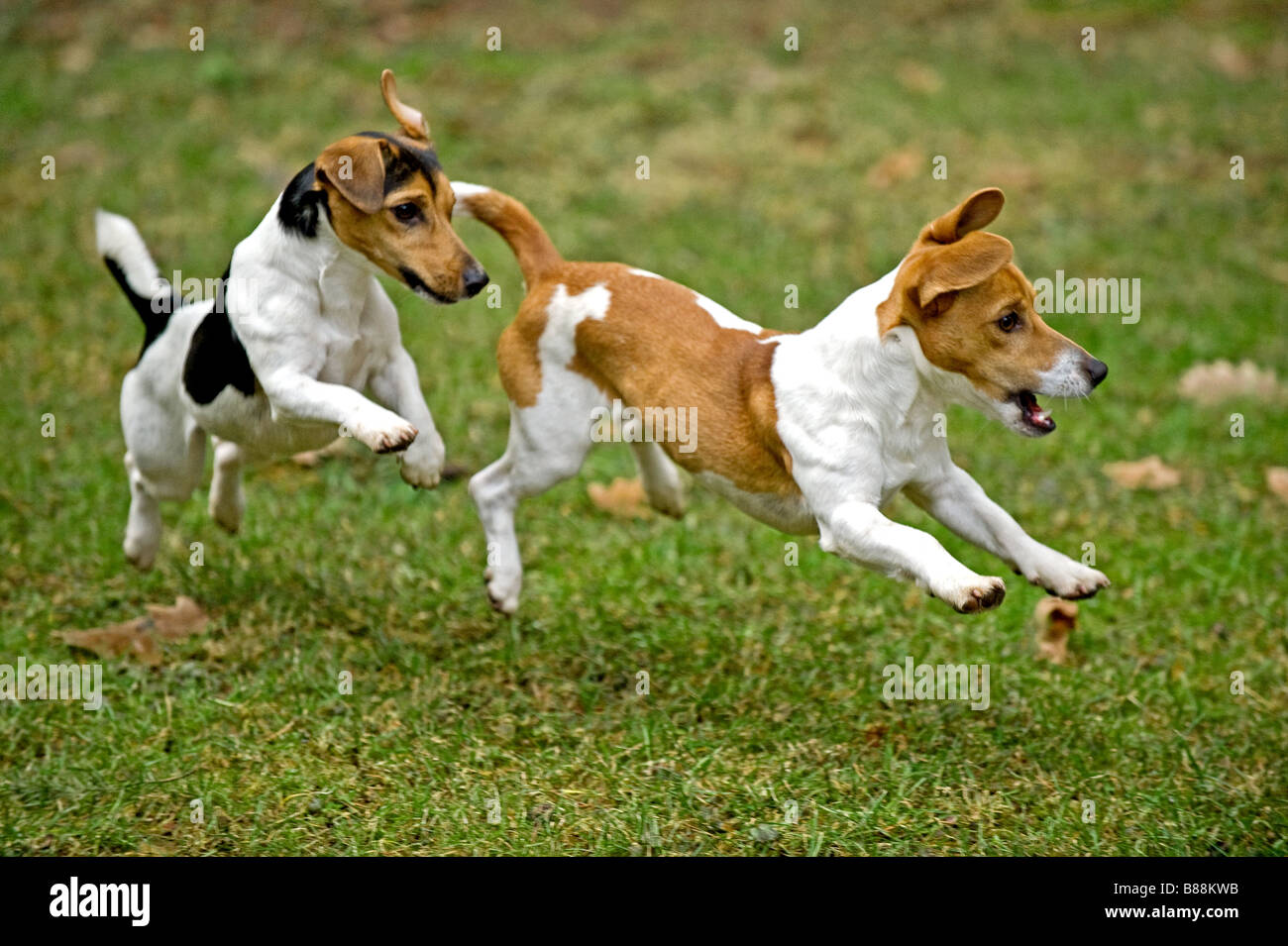 men physical exam nakrd jack russell runs off