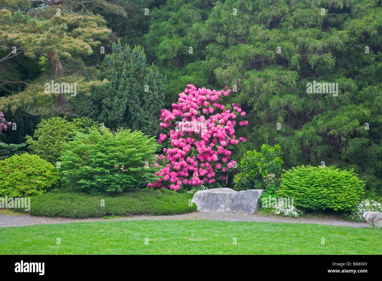 Seattle WA Kubota Garden city park flowering rhododendron amid a Stock