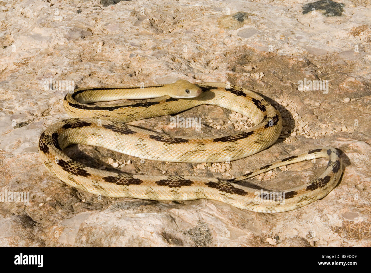 Trans-Pecos Rat Snake Bogertophis subocularis Big Bend National Park Stock Photo ...1300 x 957
