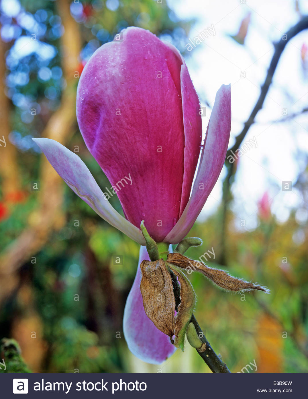 Magnolia sprengeri var diva Magnolia Deciduous tree with rich deep ...