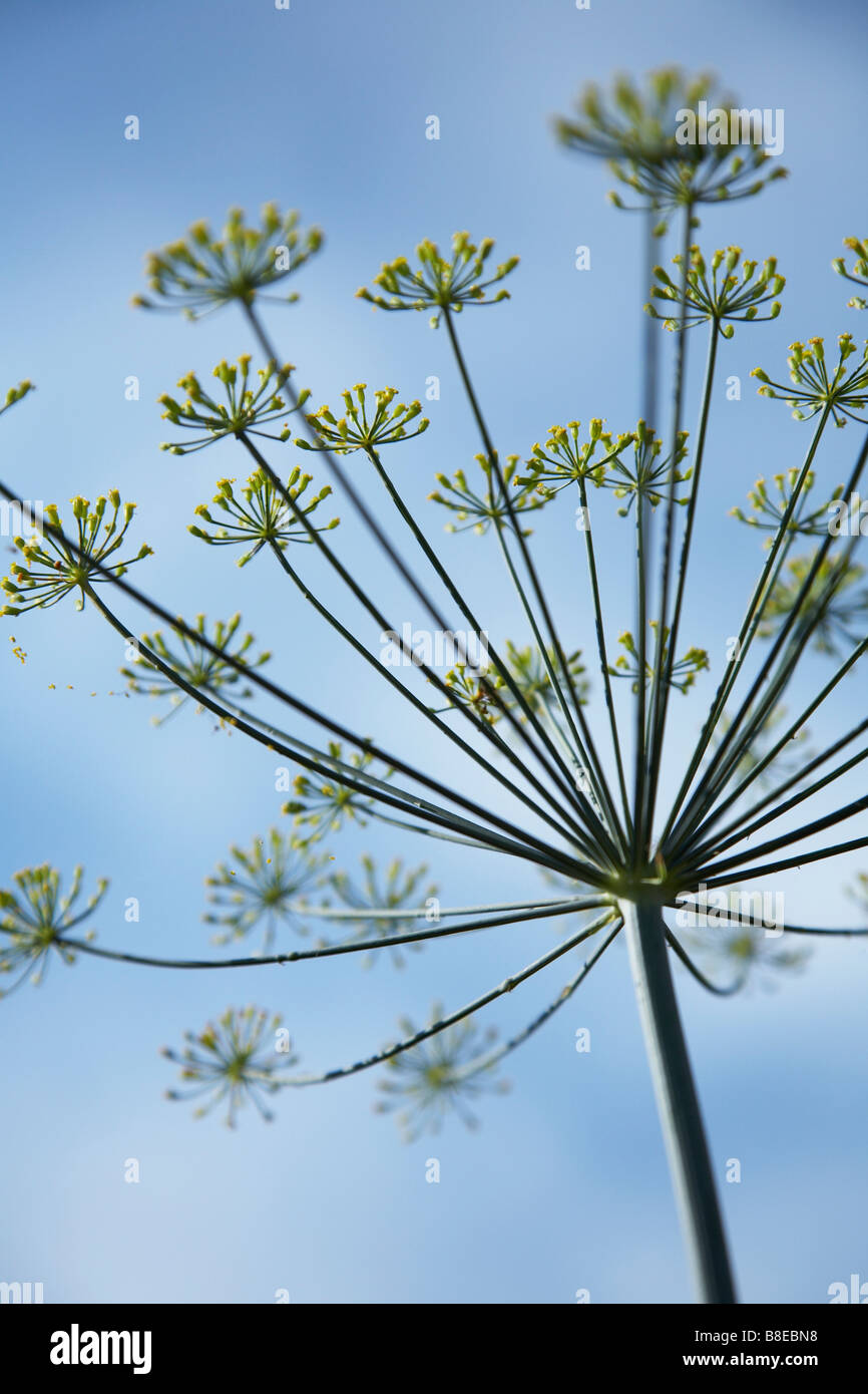 close-up-of-a-single-stem-of-cow-parsley