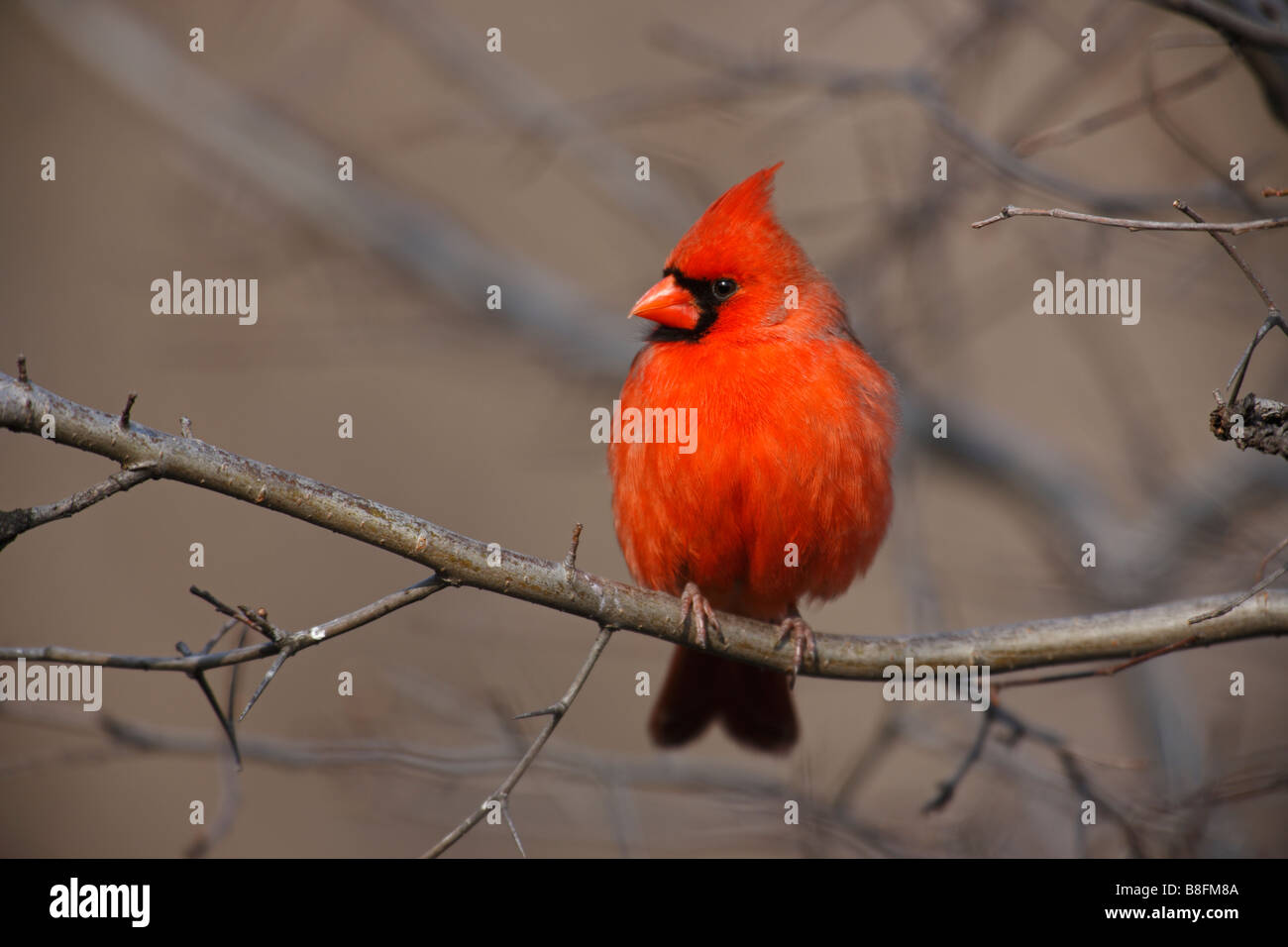 Northern Cardinal Cardinalis Cardinalis Cardinalis Male Perched On