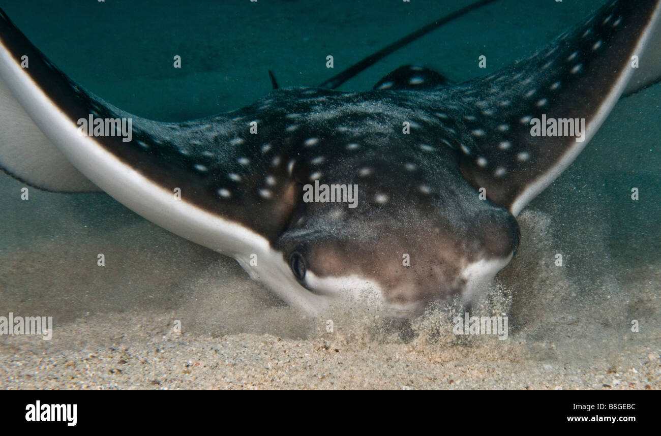 Israel Eilat Red Sea Underwater Photograph Of A Manta Ray Manta