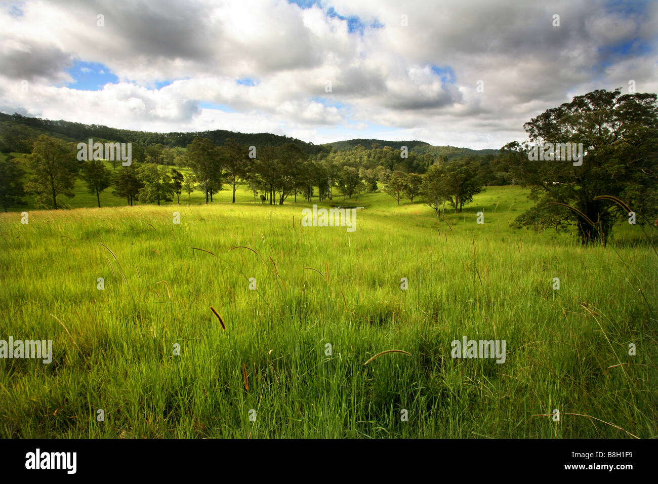 Lush farmland in Australia Stock Photo, Royalty Free Image 22502013