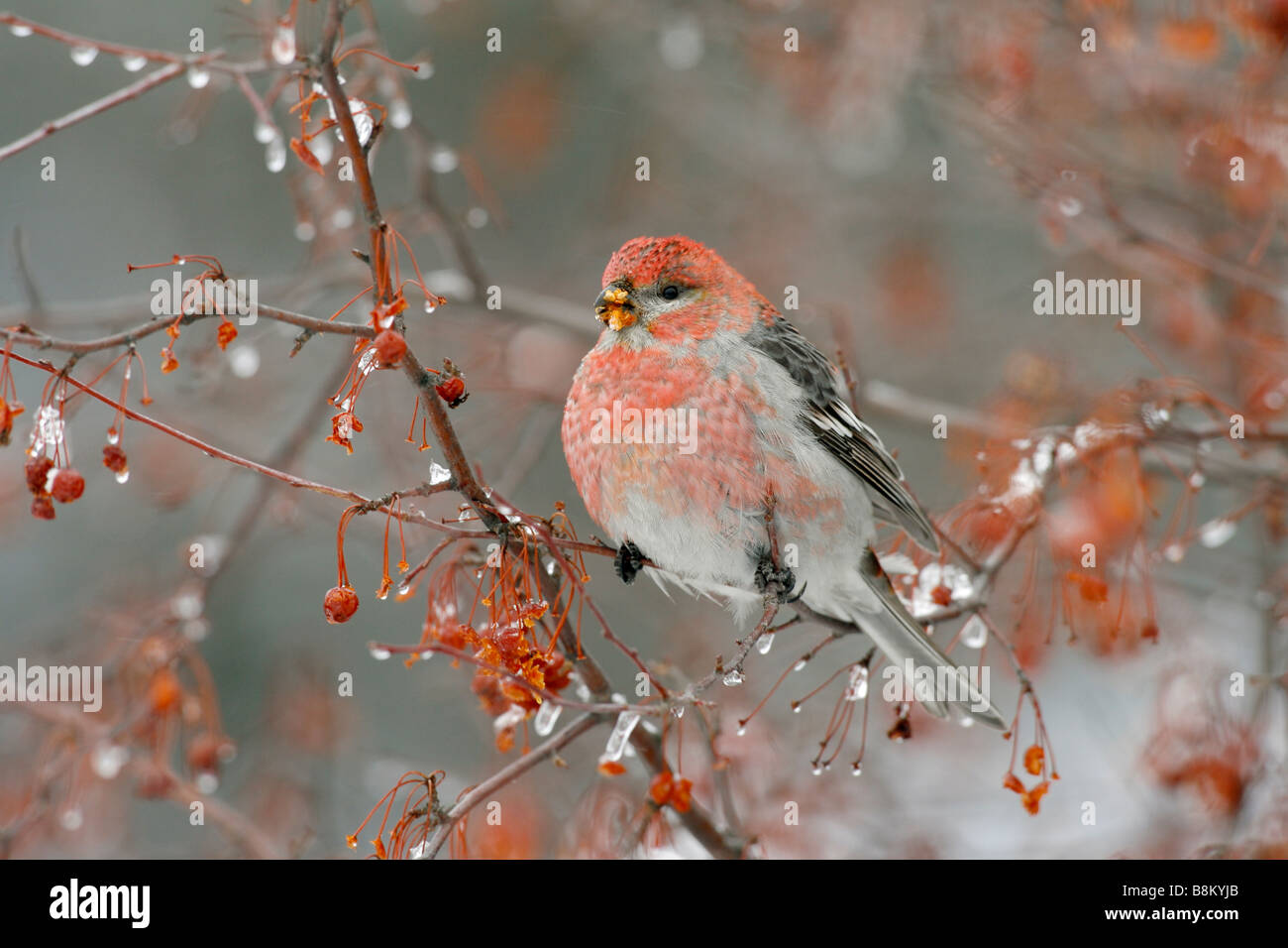 pine grosbeak eating crabapple berries in ice stock photo pine grosbeak eating crabapple berries in ice stock photo