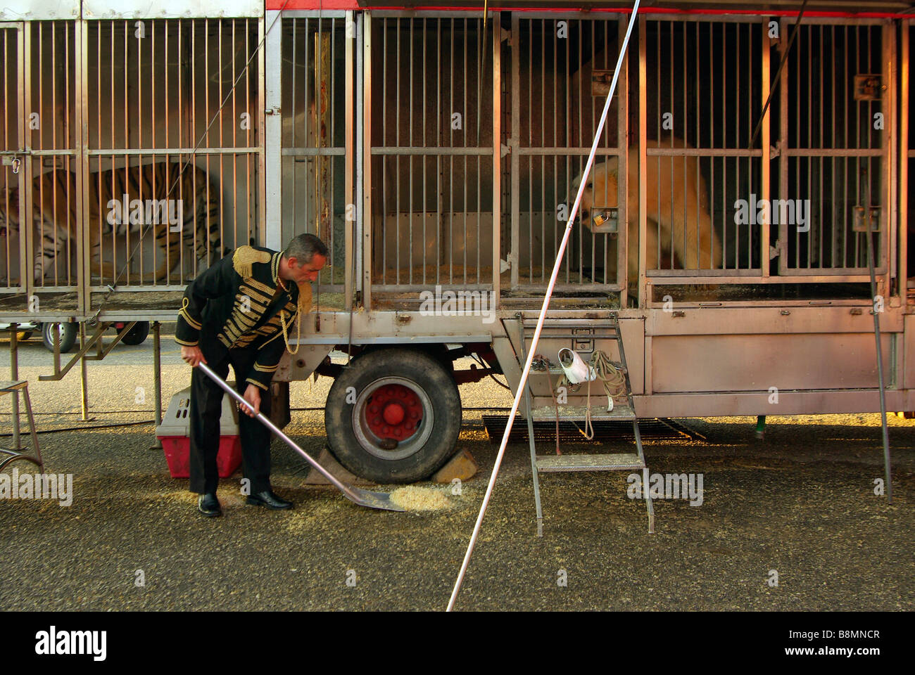 trainer-shovels-sawdust-outside-the-trailers-of-a-caged-polar-bear-B8MNCR.jpg