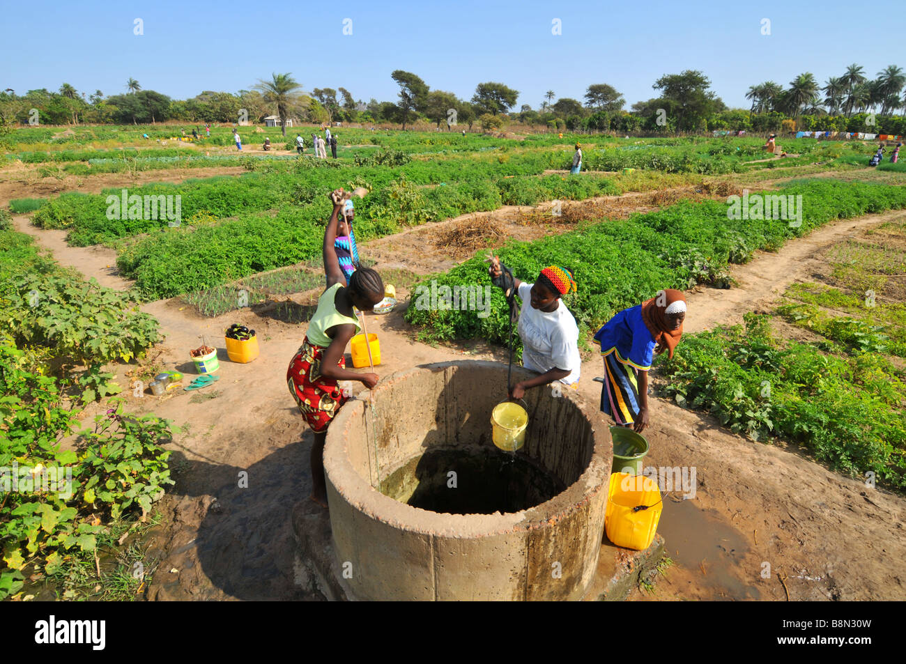 download environmental effects of transgenic plants the scope and adequacy