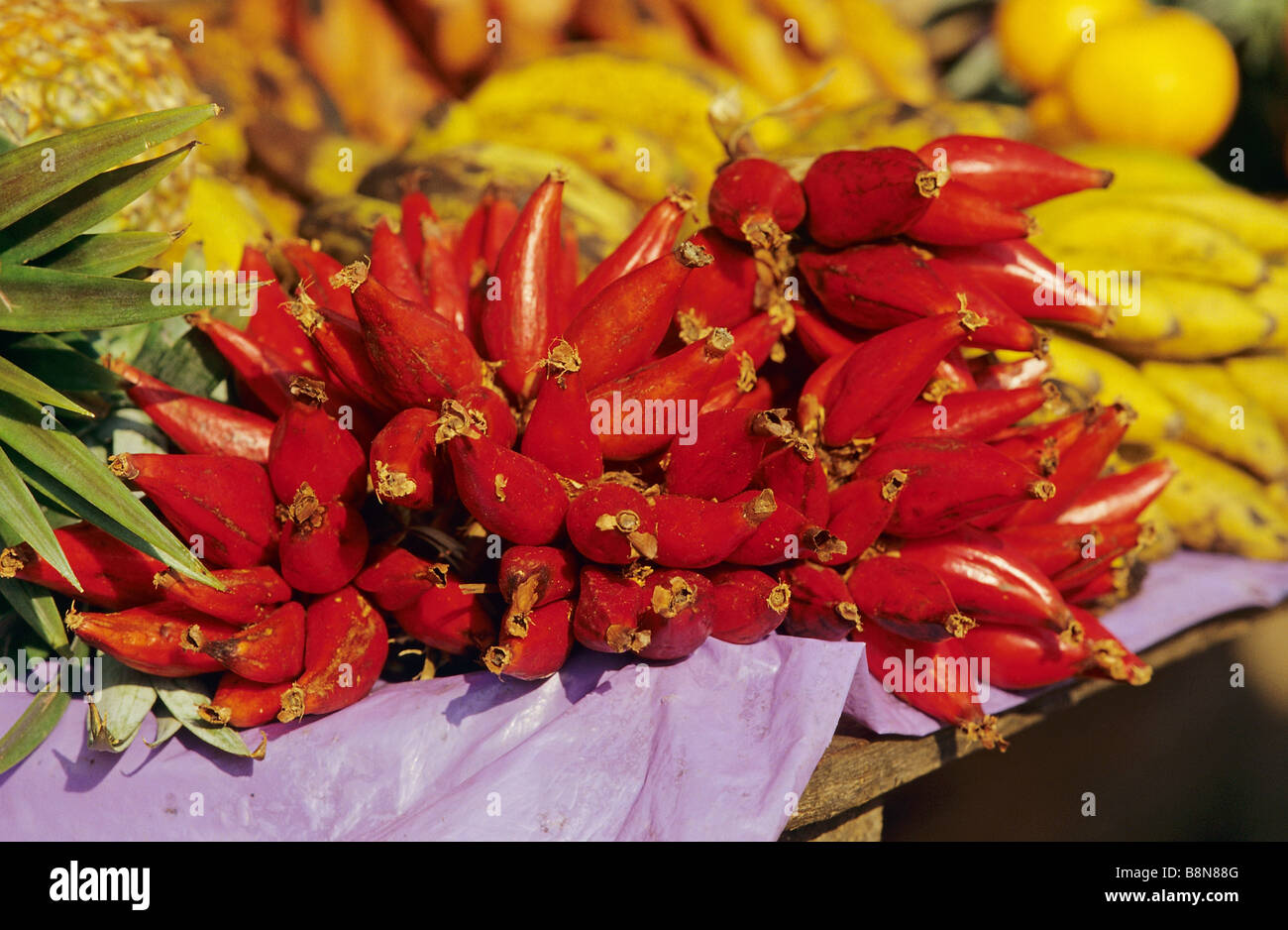 ginger fruits / Zingiber officinale Stock Photo, Royalty Free Image