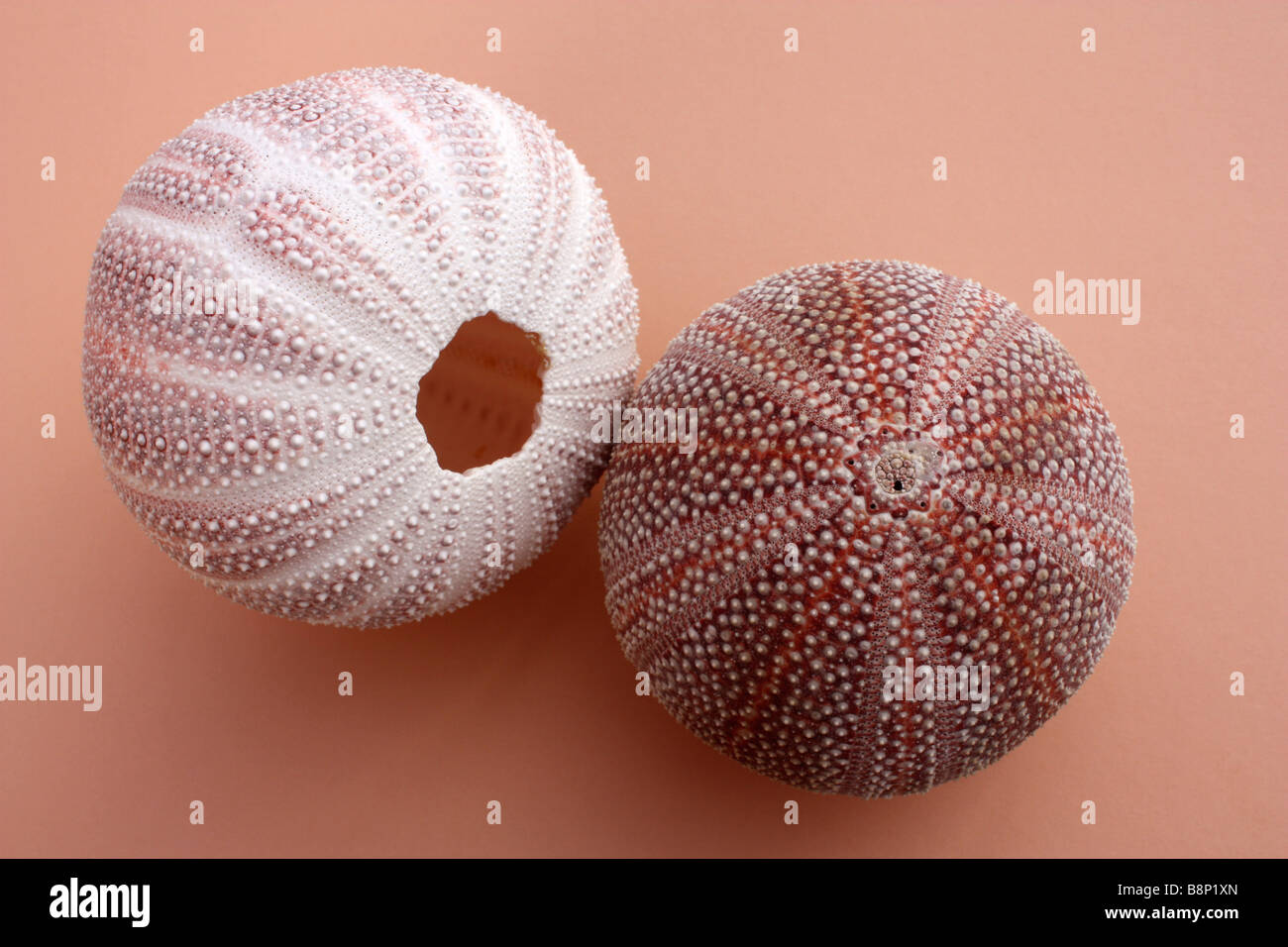 Two Sea Urchin Shells Stock Photo, Royalty Free Image 22612093 Alamy