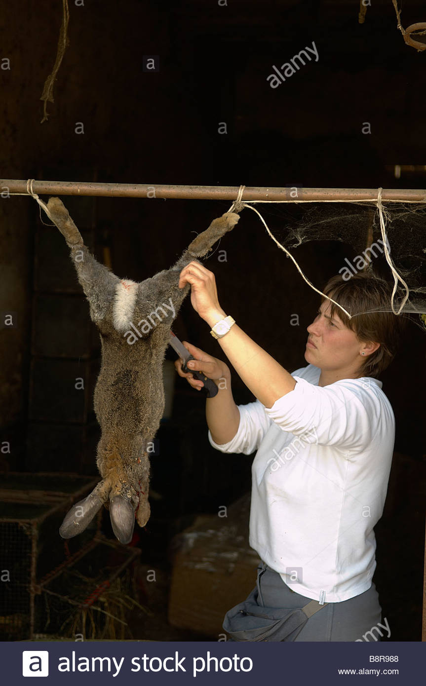 slaughter of a rabbit Stock Photo, Royalty Free Image 22639800 Alamy