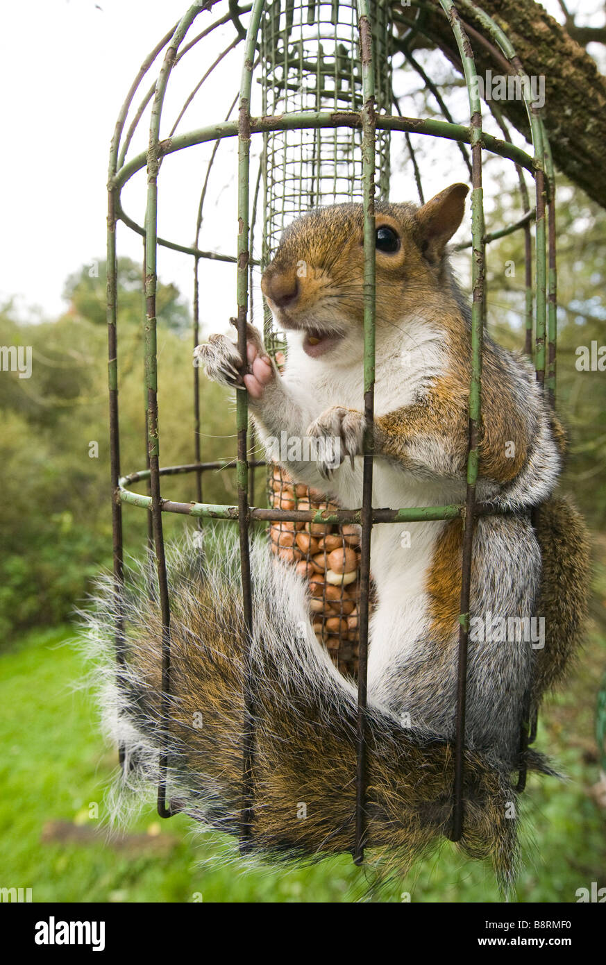 grey squirrel trapped inside a squirrel proof bird feeder grey squirrel trapped inside a squirrel proof bird feeder