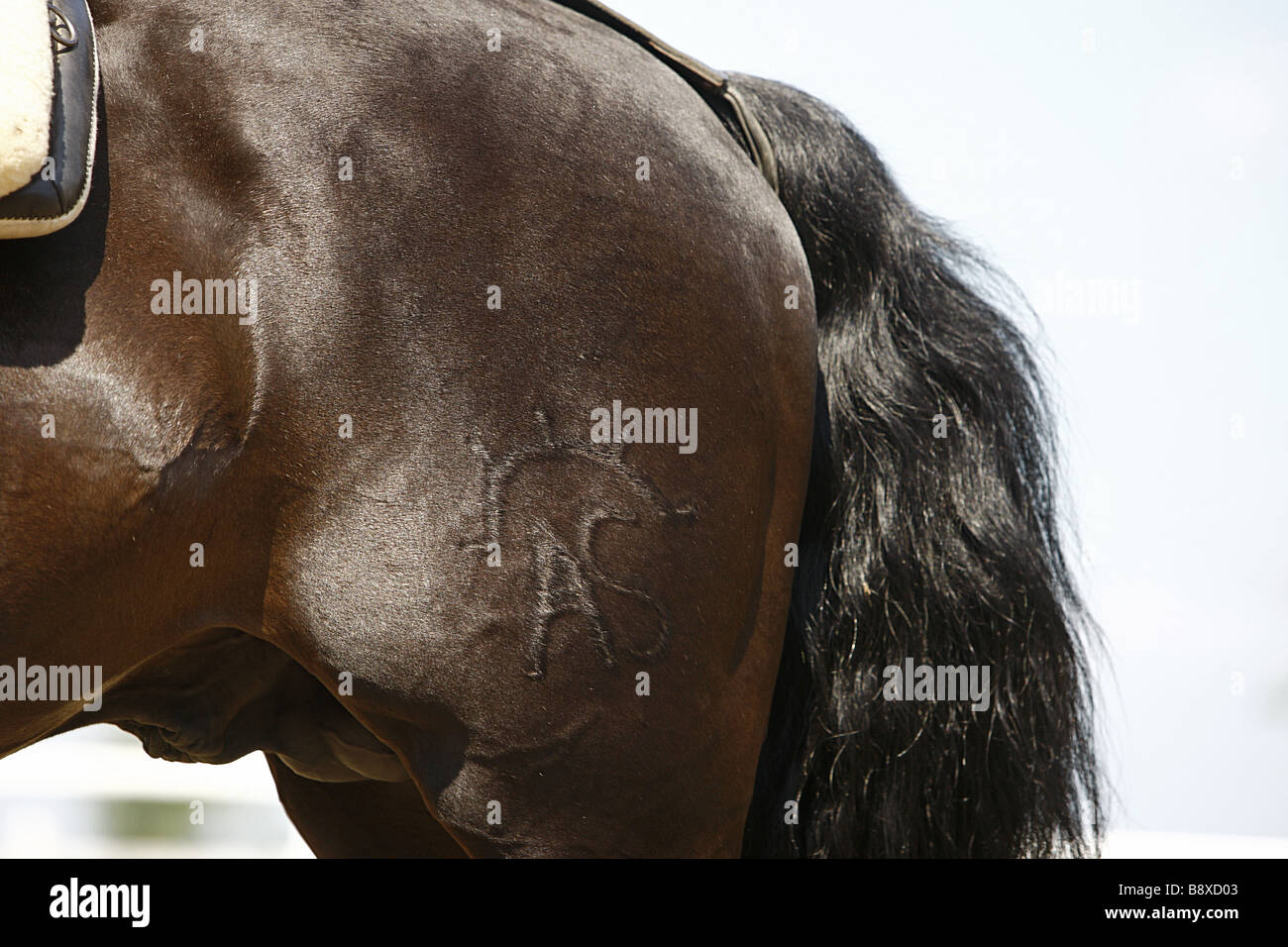 Andalusian horse brand Stock Photo, Royalty Free Image 22708563 Alamy