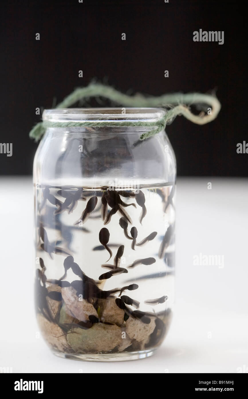 Tadpoles in jam jar Stock Photo, Royalty Free Image 22780398 Alamy