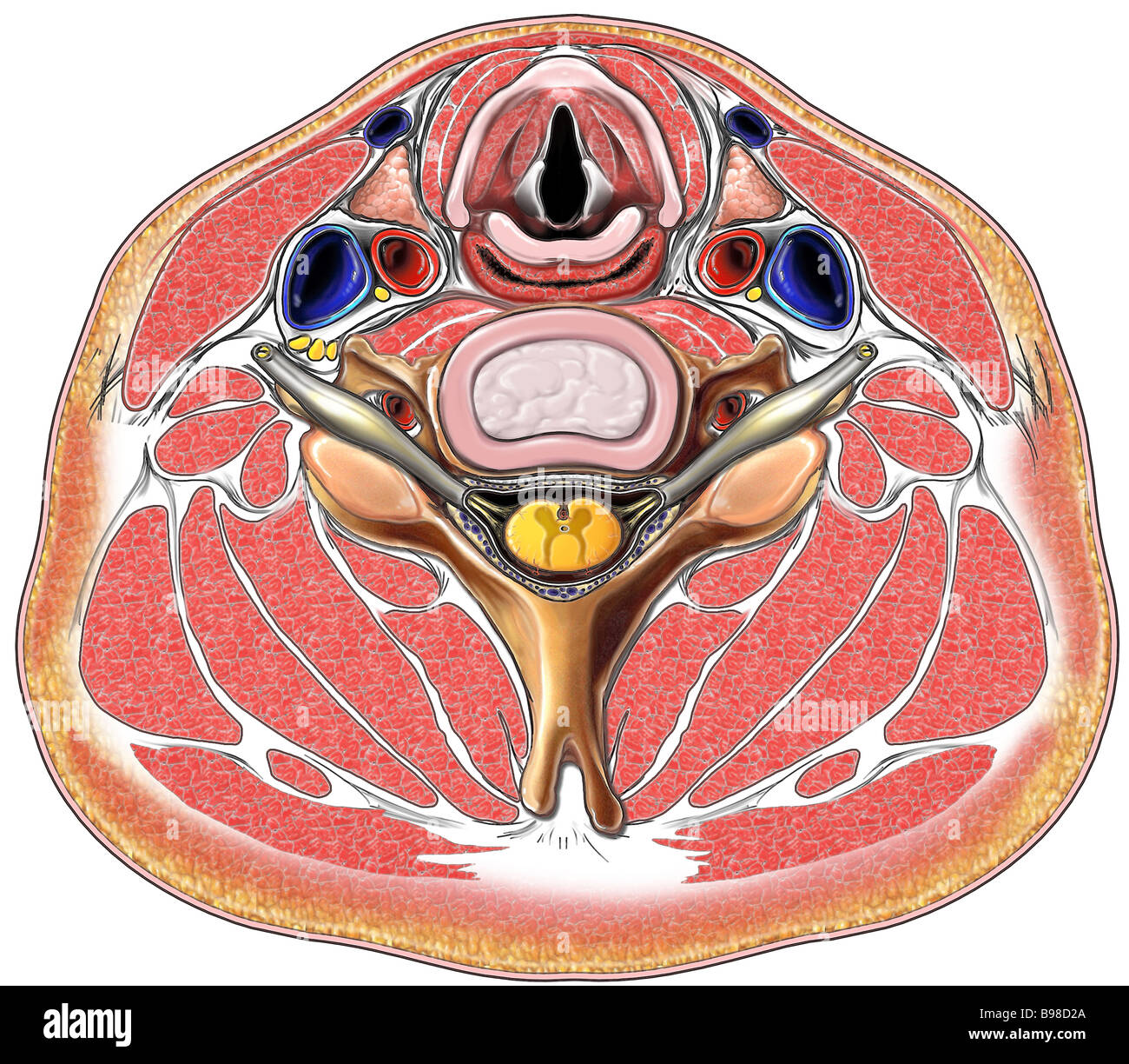 This medical image features a cross section of the neck including the