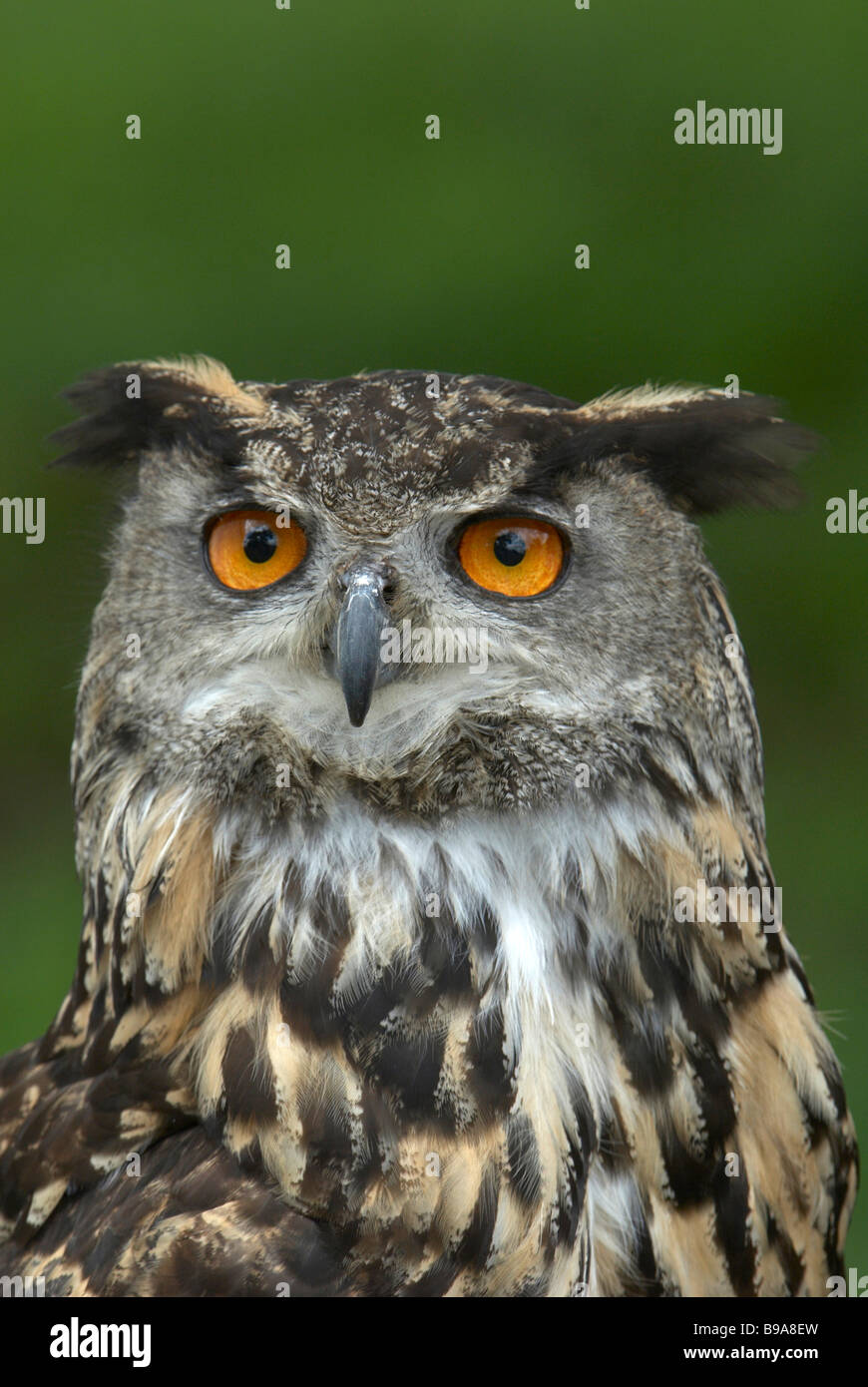 European Eagle Owl Stock Photo Alamy