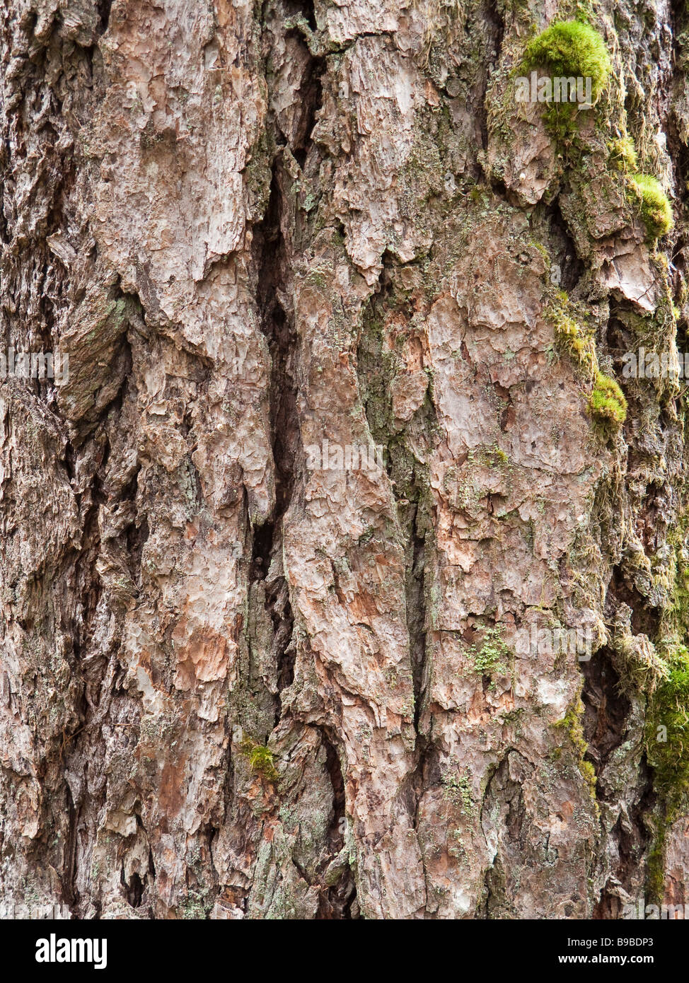 Douglas Fir Bark Stock Photo, Royalty Free Image 22994555 Alamy