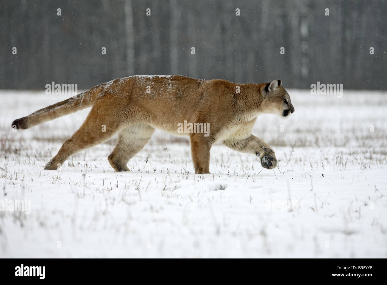 puma canada solde