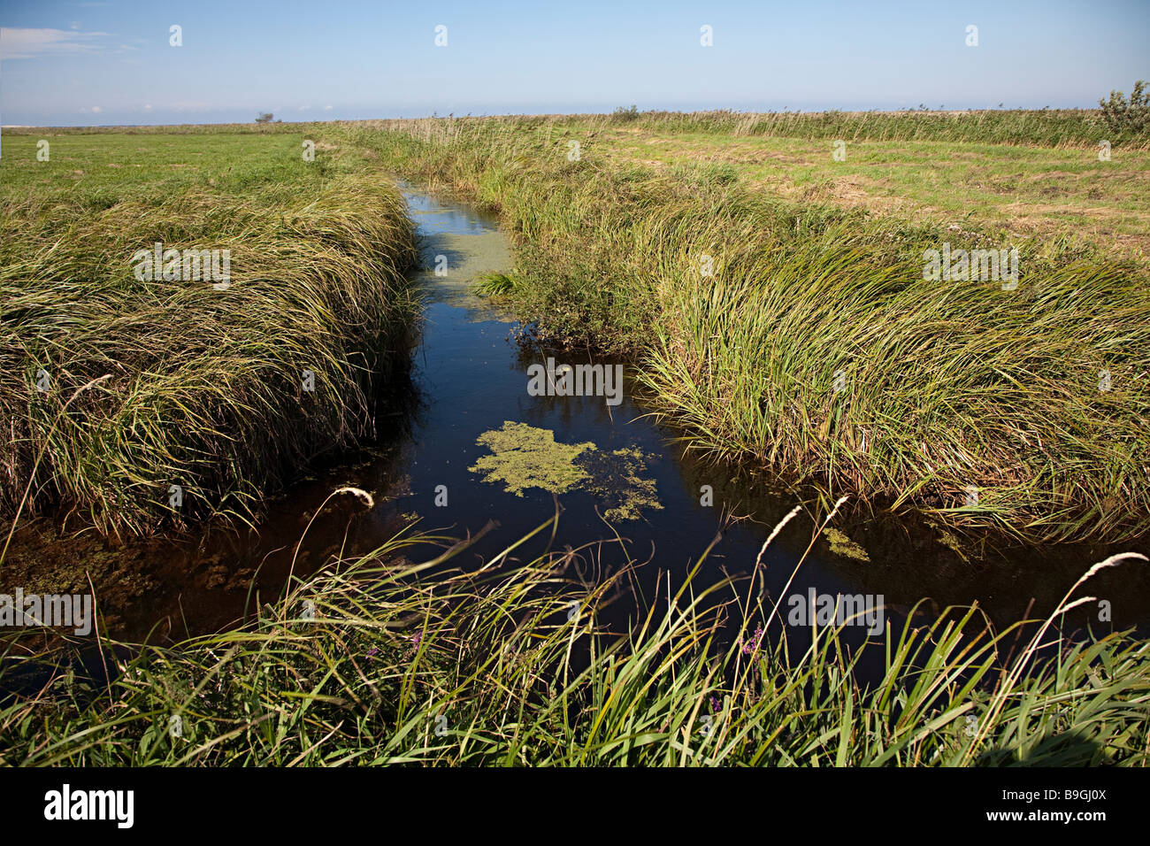 Drainage ditch in farming area of wetlands near Jezioro Lebsko lake