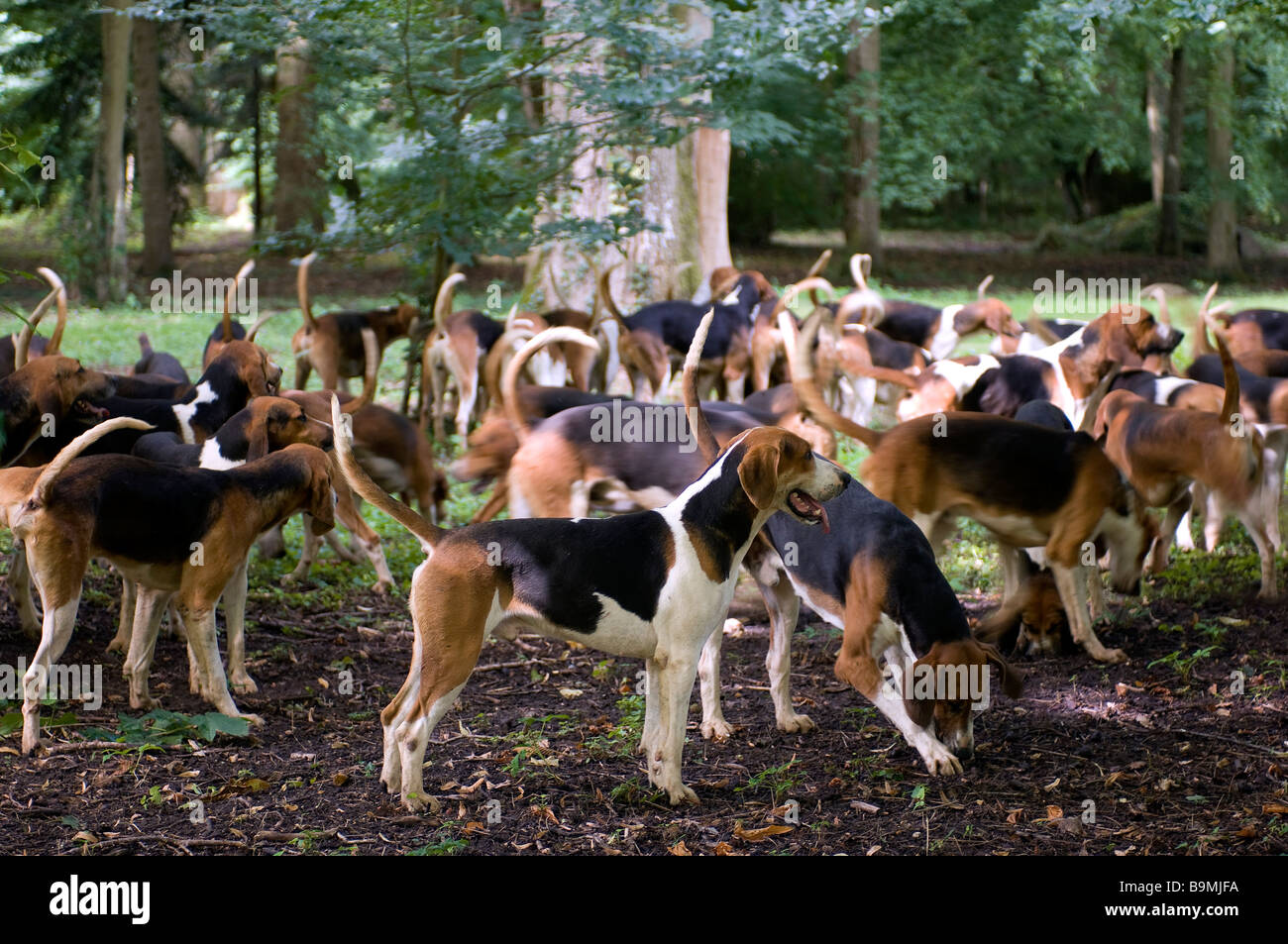 France, Loir et Cher, Chateau de Cheverny, pack of 90 dogs for Stock