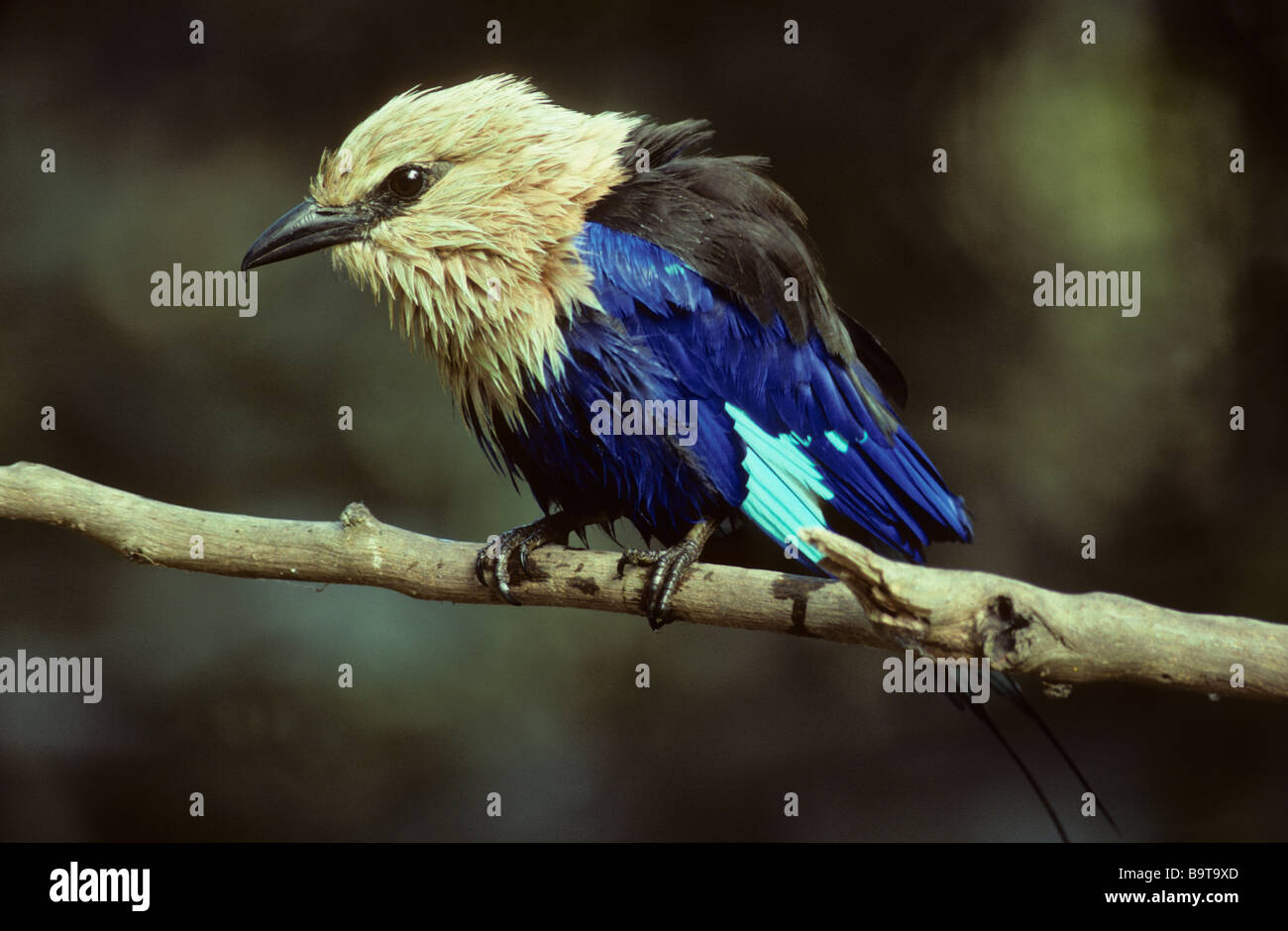 BLUE BELLIED ROLLER Coracias Cyanogaster Abuko Nature Reserve The