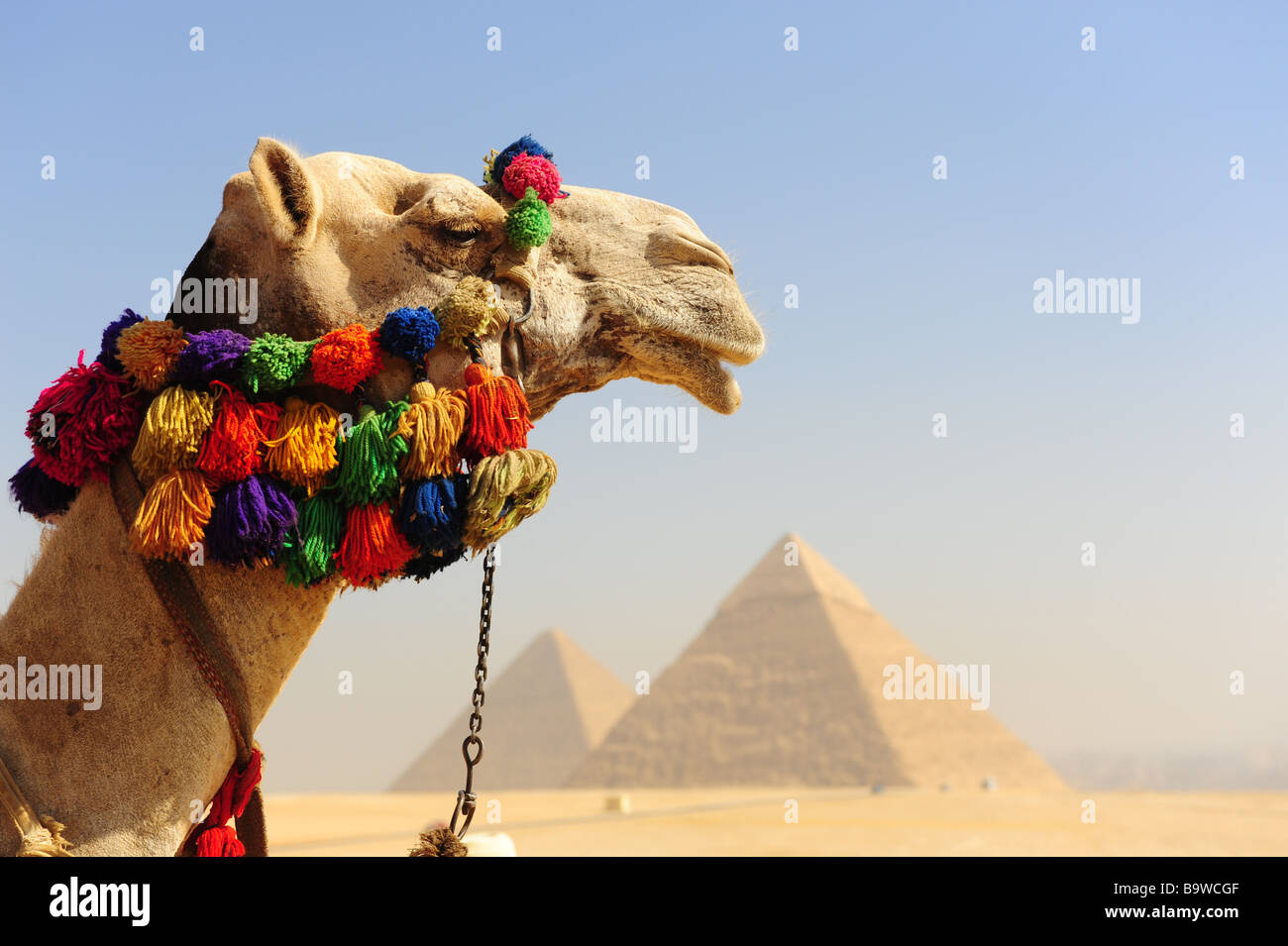 Egypt_Giza_The_Great_Pyramids_camels-B9W