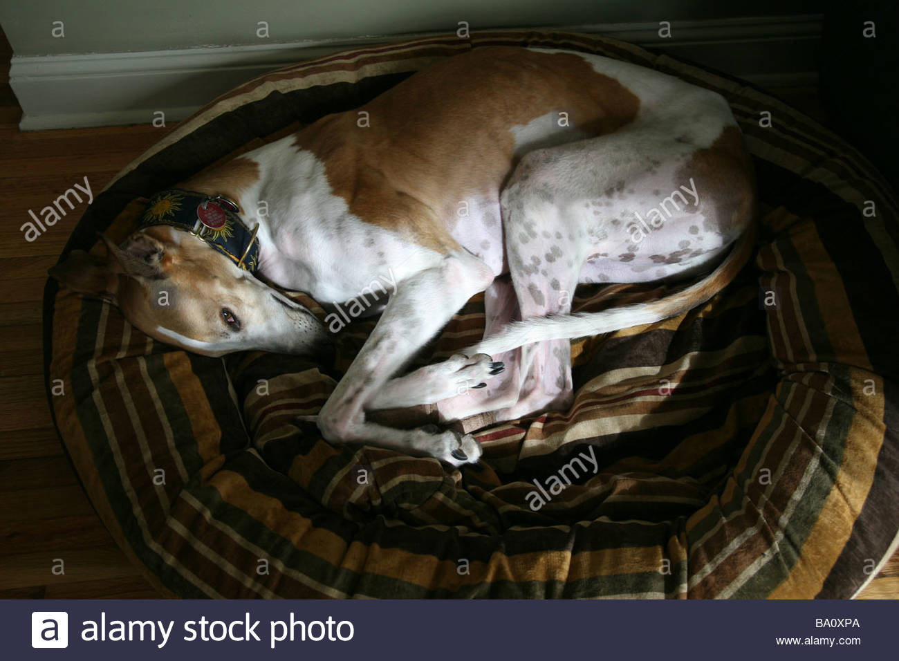 greyhound pet beds - noten animals greyhound pet beds - noten animals