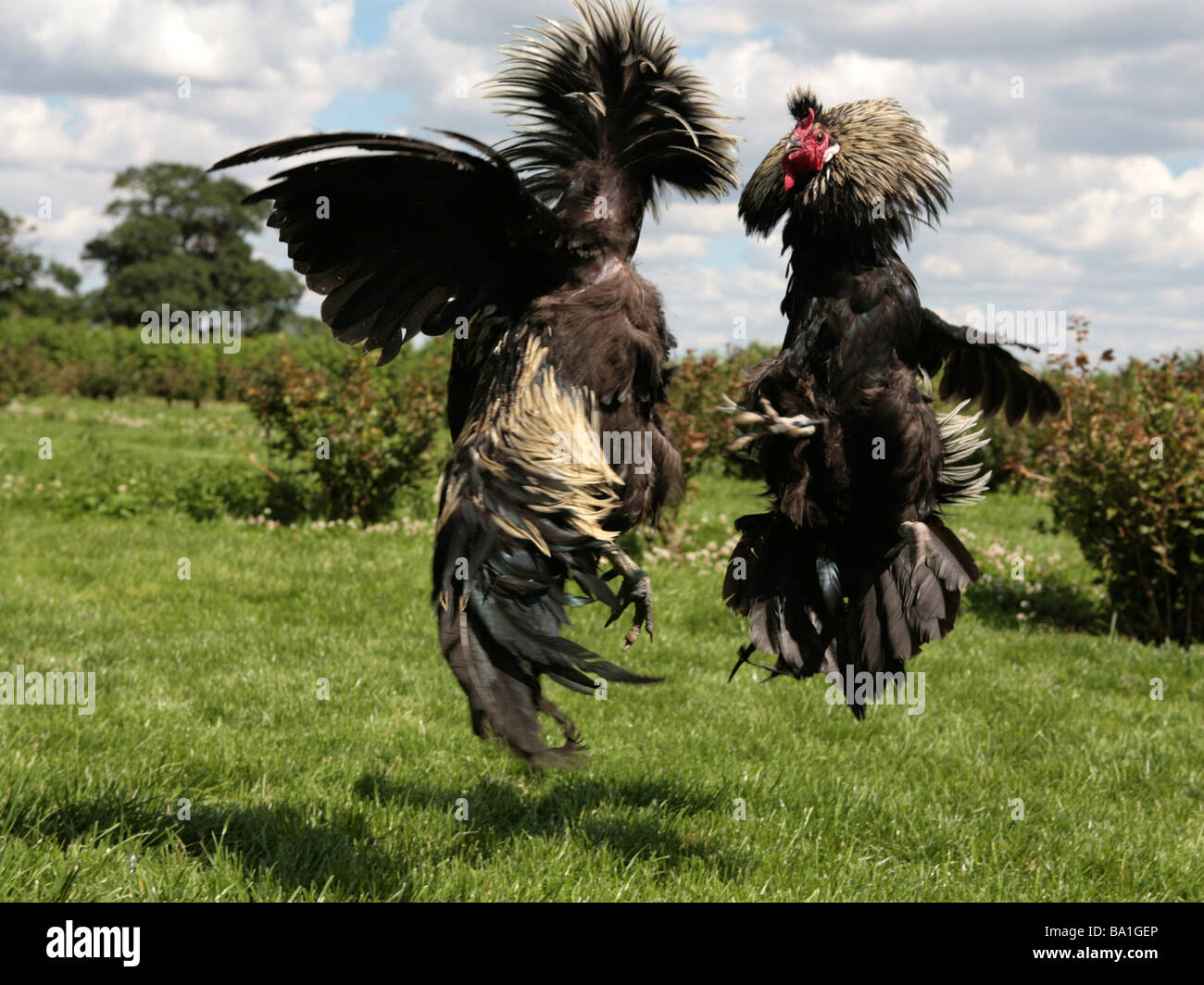 Cock Fighting Images 34