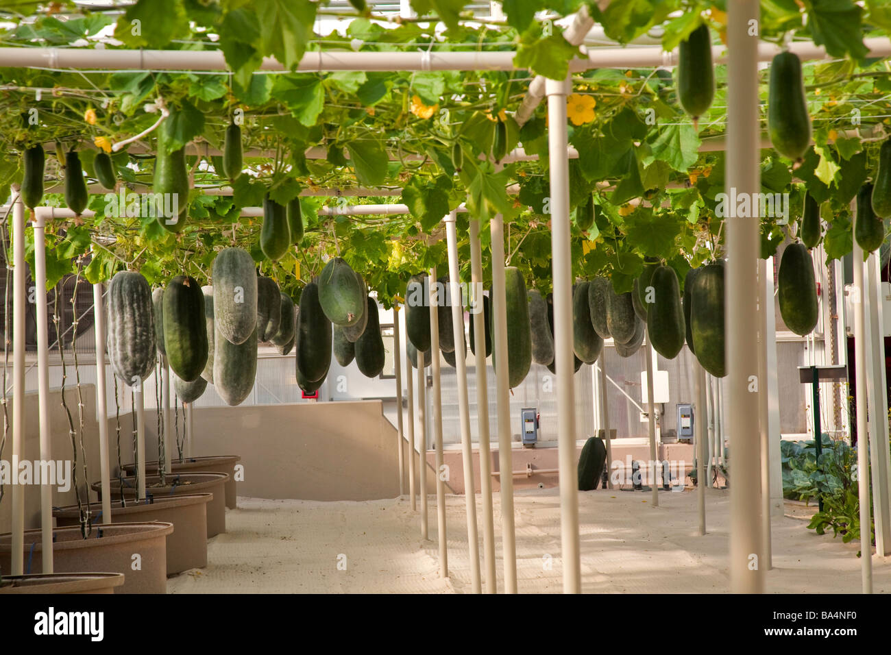 fruit and hydroponics Terrific tomatoes grown hydroponically or in hydroponics tomatoes can taste as good as tomatoes grown in rich fruit that puffs out more in one portion than. fruit and hydroponics Terrific tomatoes grown hydroponically or in hydroponics tomatoes can taste as good as tomatoes grown in rich fruit that puffs out more in one portion than.