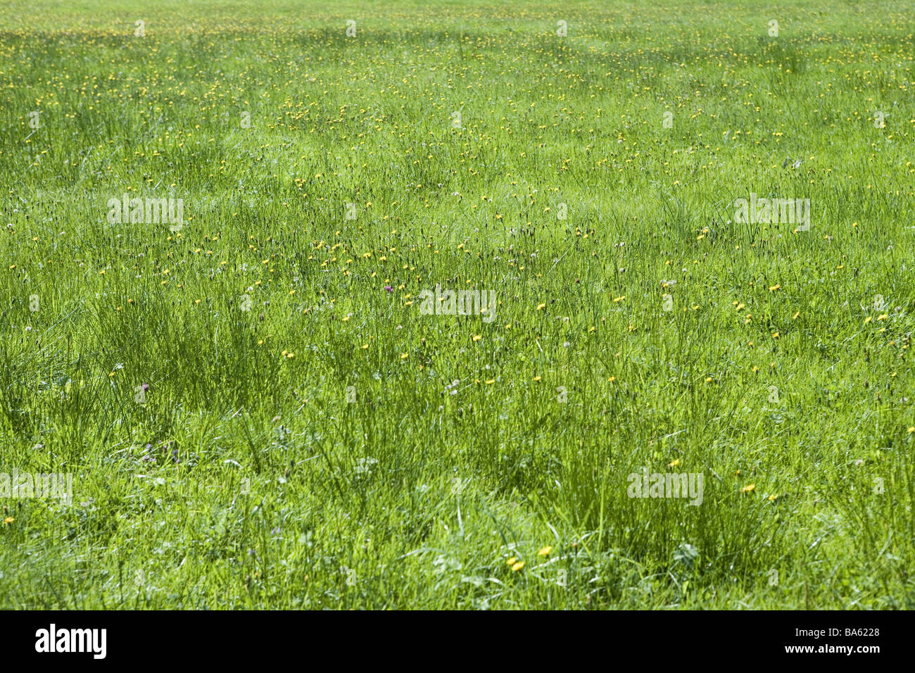 Beddingmeadow Nature Grassland Meadow Grass Grassgreen Flowers - Beddingmeadow Nature Grassland Meadow Grass Grassgreen Flowersmeadowflowers Empty Nobody beddingmeadow nature grassland meadow grass grassgreen flowers - beddingmeadow nature grassland meadow grass grassgreen flowersmeadowflowers empty nobody
