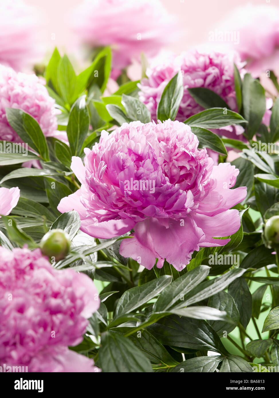 Common Garden Flowers Pink garden flowers peonies päonie spec. detail blooms pink flower bed Common Garden Flowers Pink garden flowers peonies päonie spec. detail blooms pink flower bed