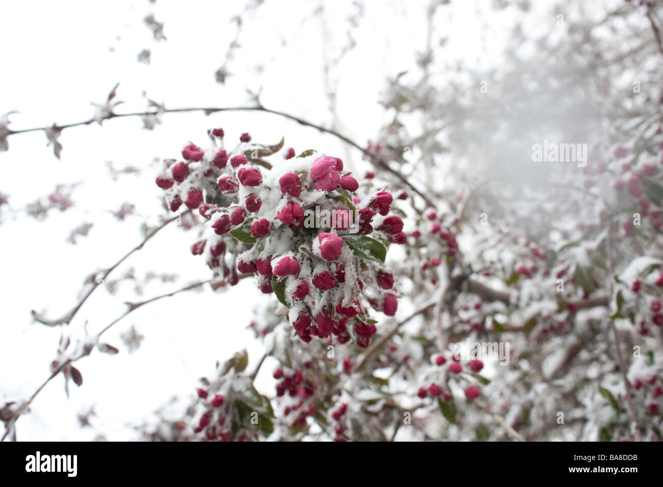 a-closeup-photo-of-crabapple-blossoms-covered-in-snow-BA8DDB.jpg