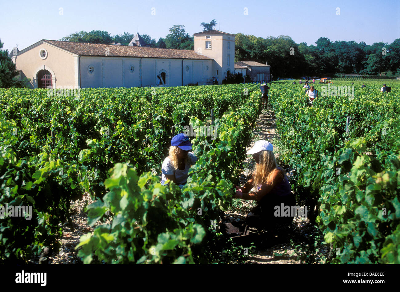 France, Gironde, Bordeaux vineyard, manual red grape harvest in front Stock Photo, Royalty Free