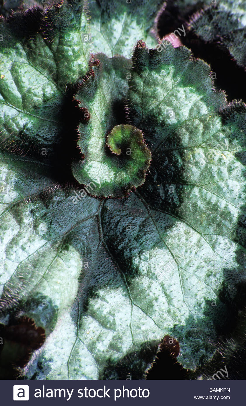 Begonia rex Escargot Stock Photo, Royalty Free Image 23811501 Alamy