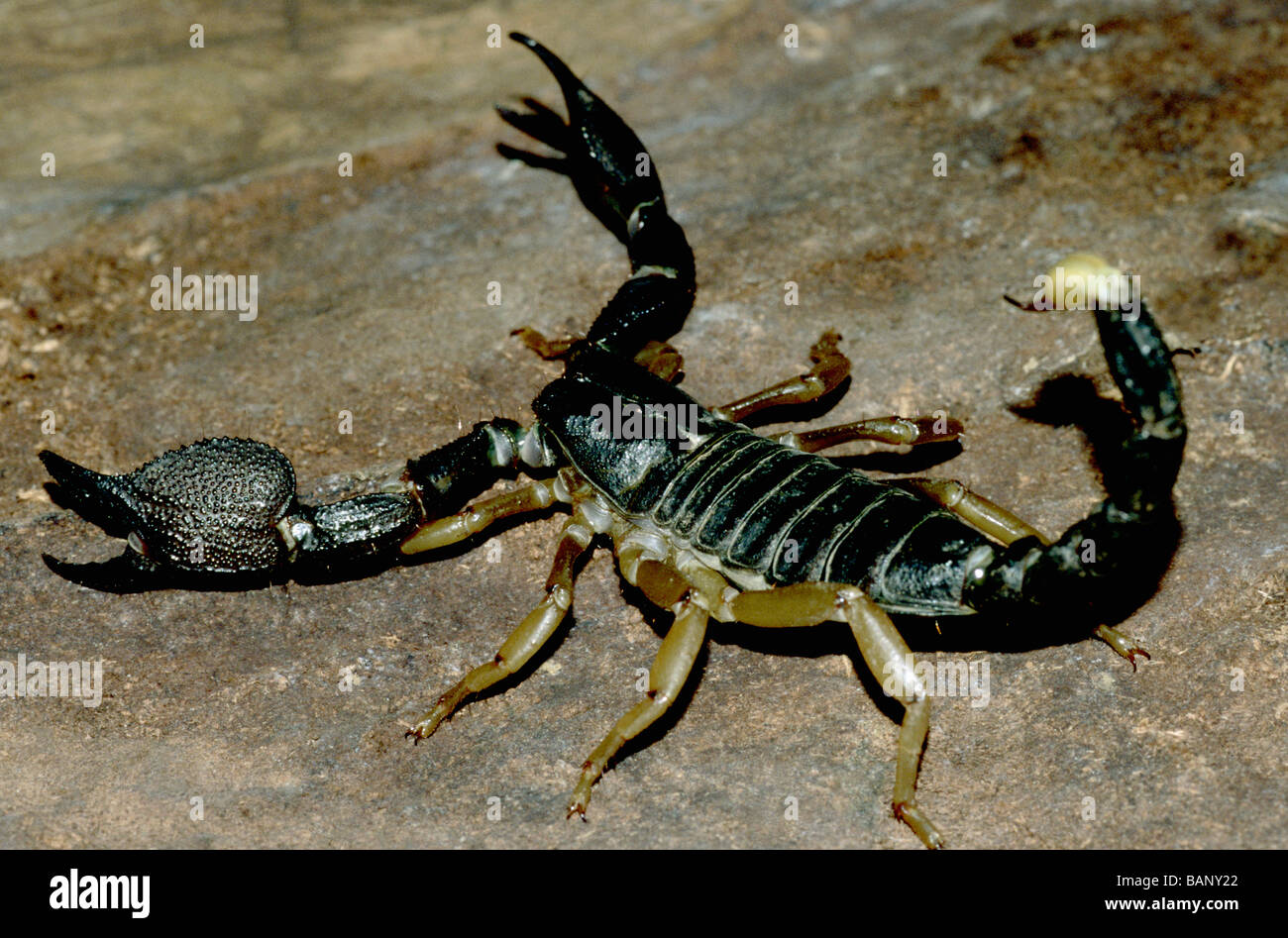 Black Scorpion 46