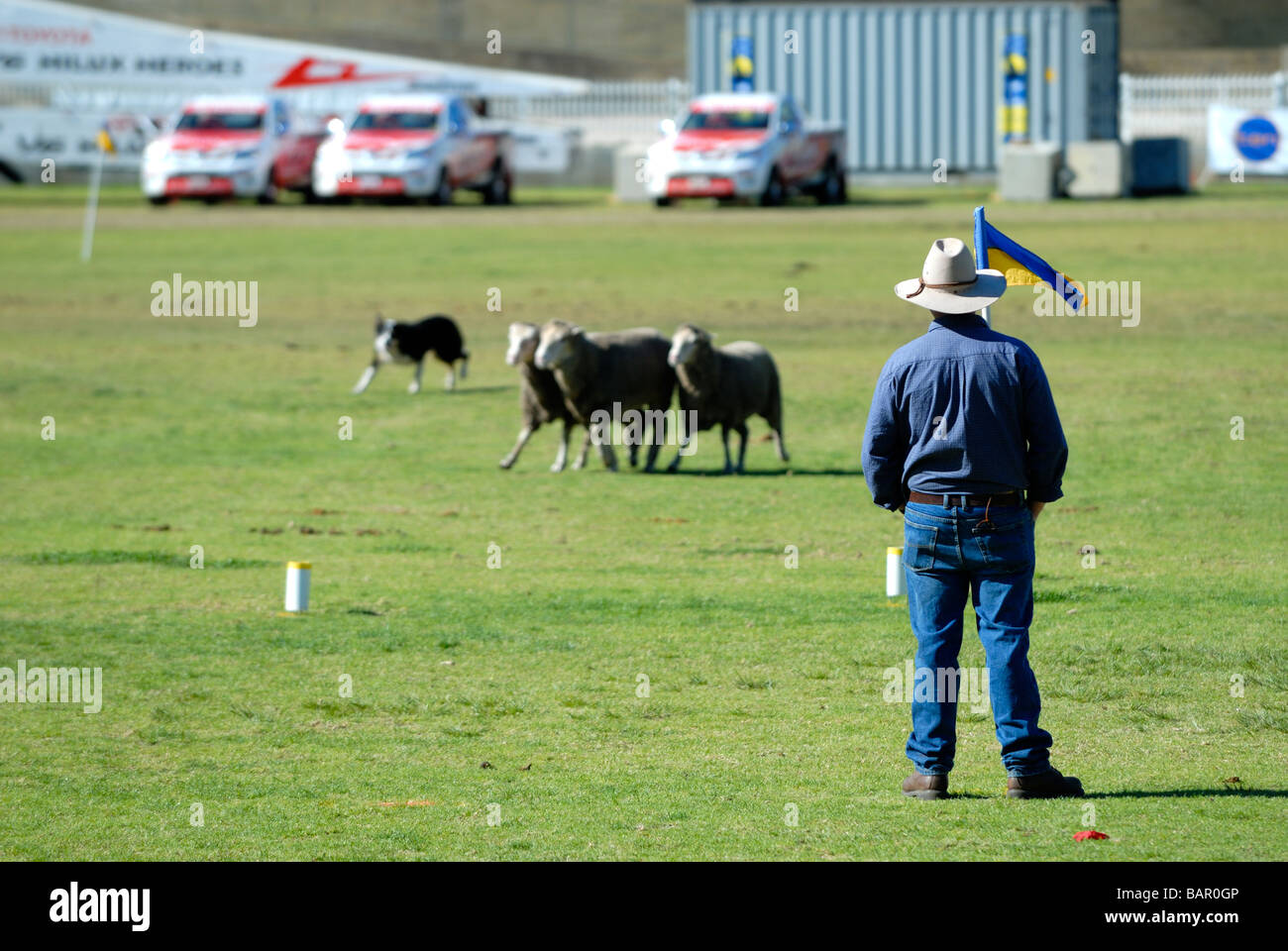 a-farmer-his-dog-and-sheep-sheepdog-tria