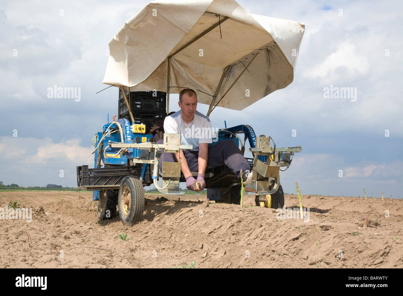 Harvesting Asparagus Stock Photo, Royalty Free Image 23882123 Alamy