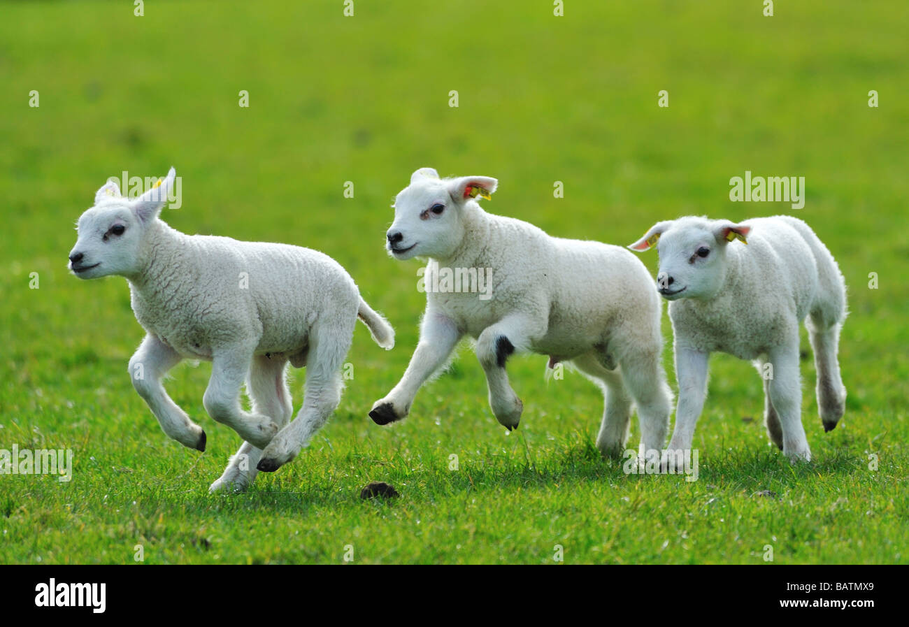 cute lambs running and jumping in spring The Netherlands Stock Photo