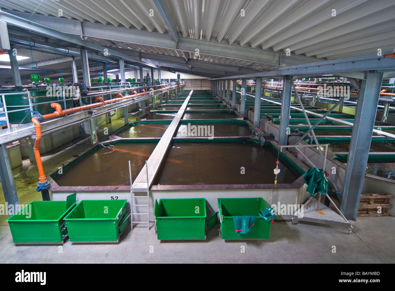 Caviar Production at sturgeon breeding farm Caviar Creator Demmin Stock