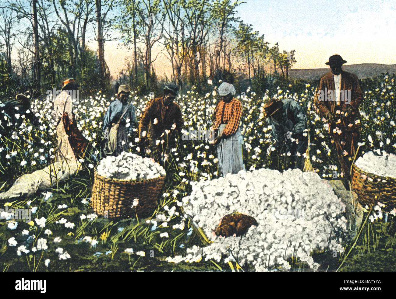 Cotton Field Workers Stock Photo 23971566 Alamy