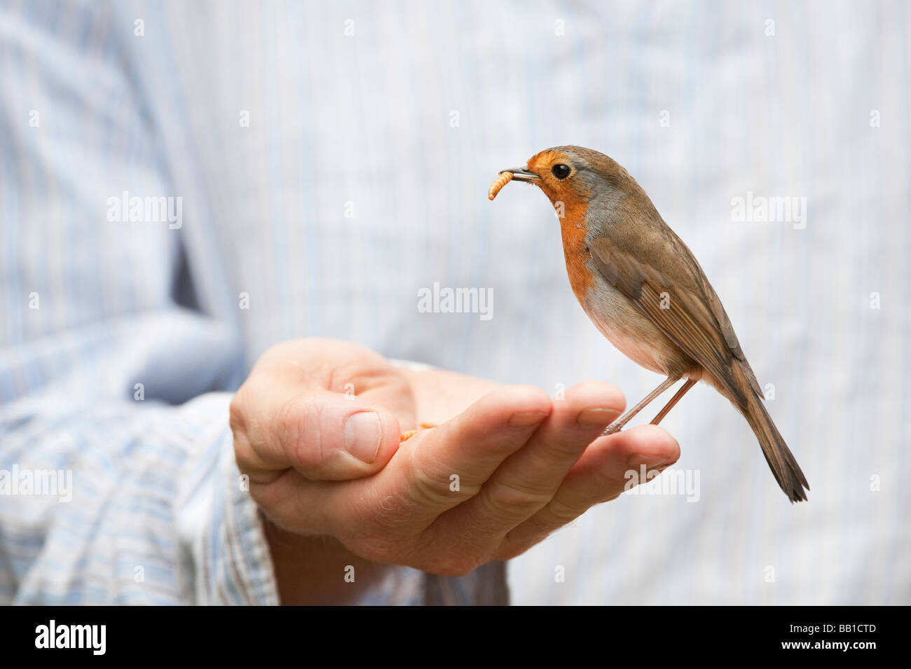 Robin feeding on mealworms from a mans hand Stock Photo, Royalty Free
