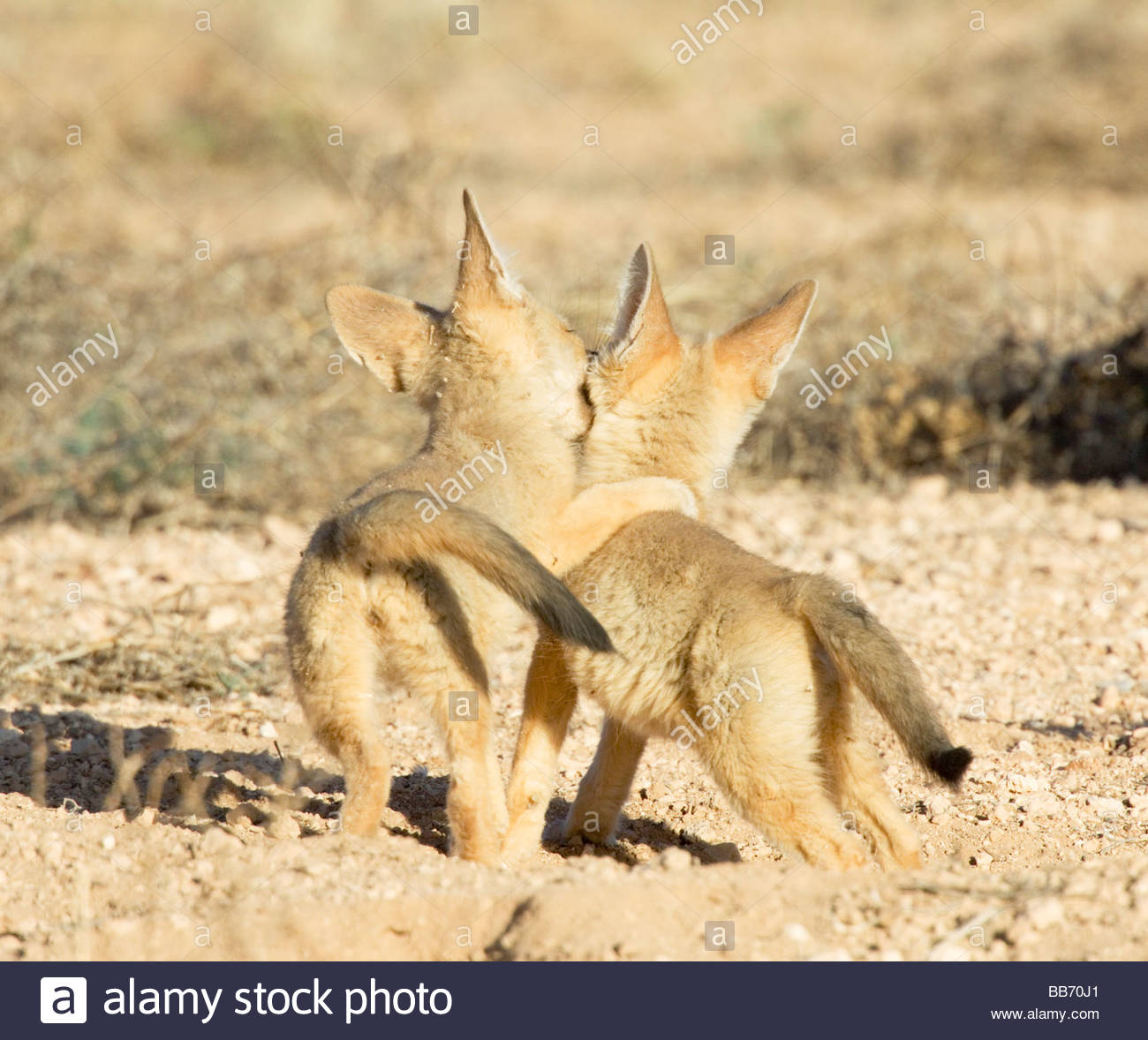 kit-foxes-vulpes-macrotis-pups-playing-B