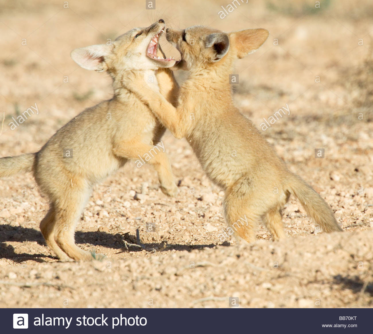 kit-foxes-vulpes-macrotis-pups-playing-roughhousing-BB70KT.jpg